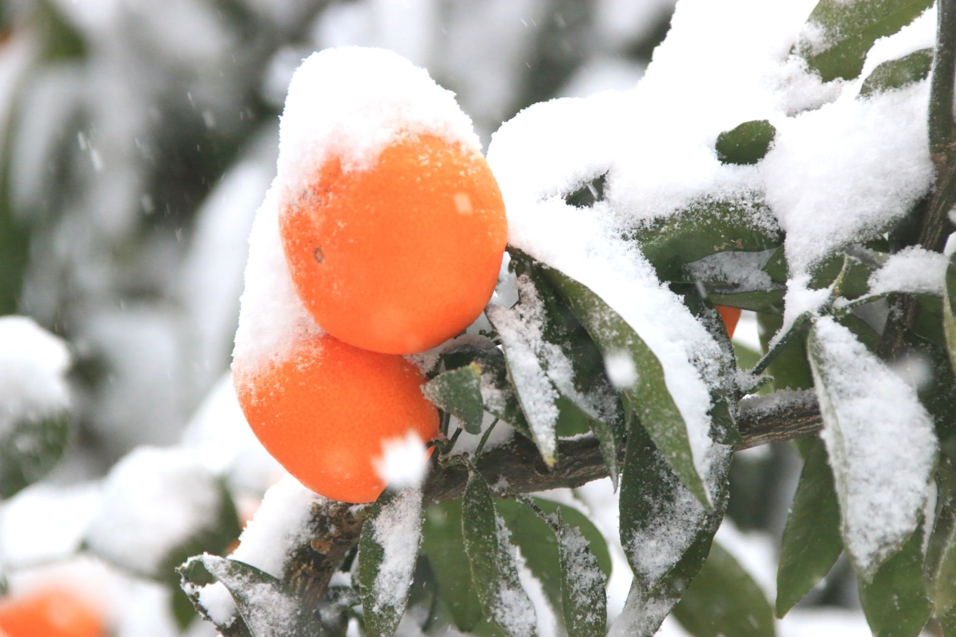 How to Properly Prepare Your Citrus Tree for Winter