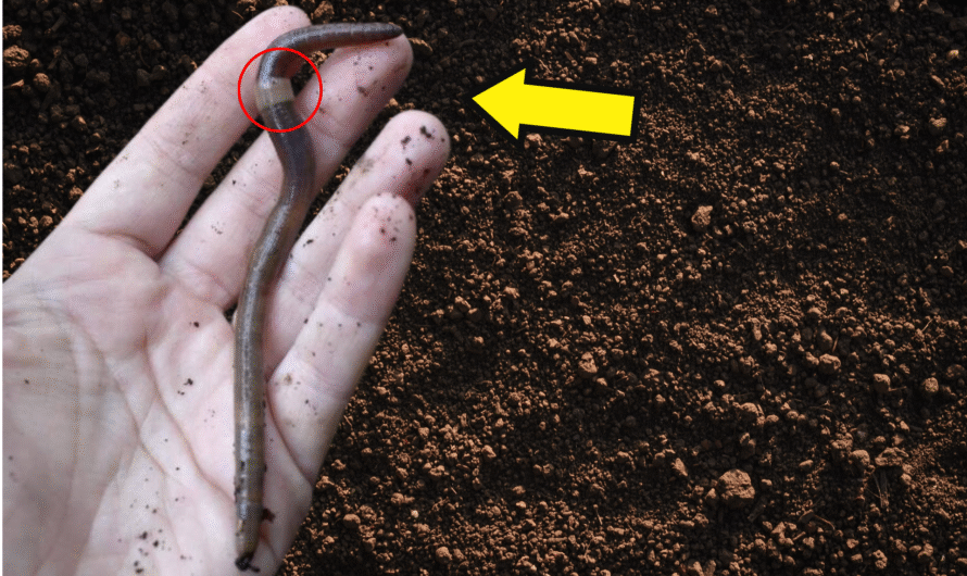 How to Get Rid of Jumping Asia Worms From Your Garden