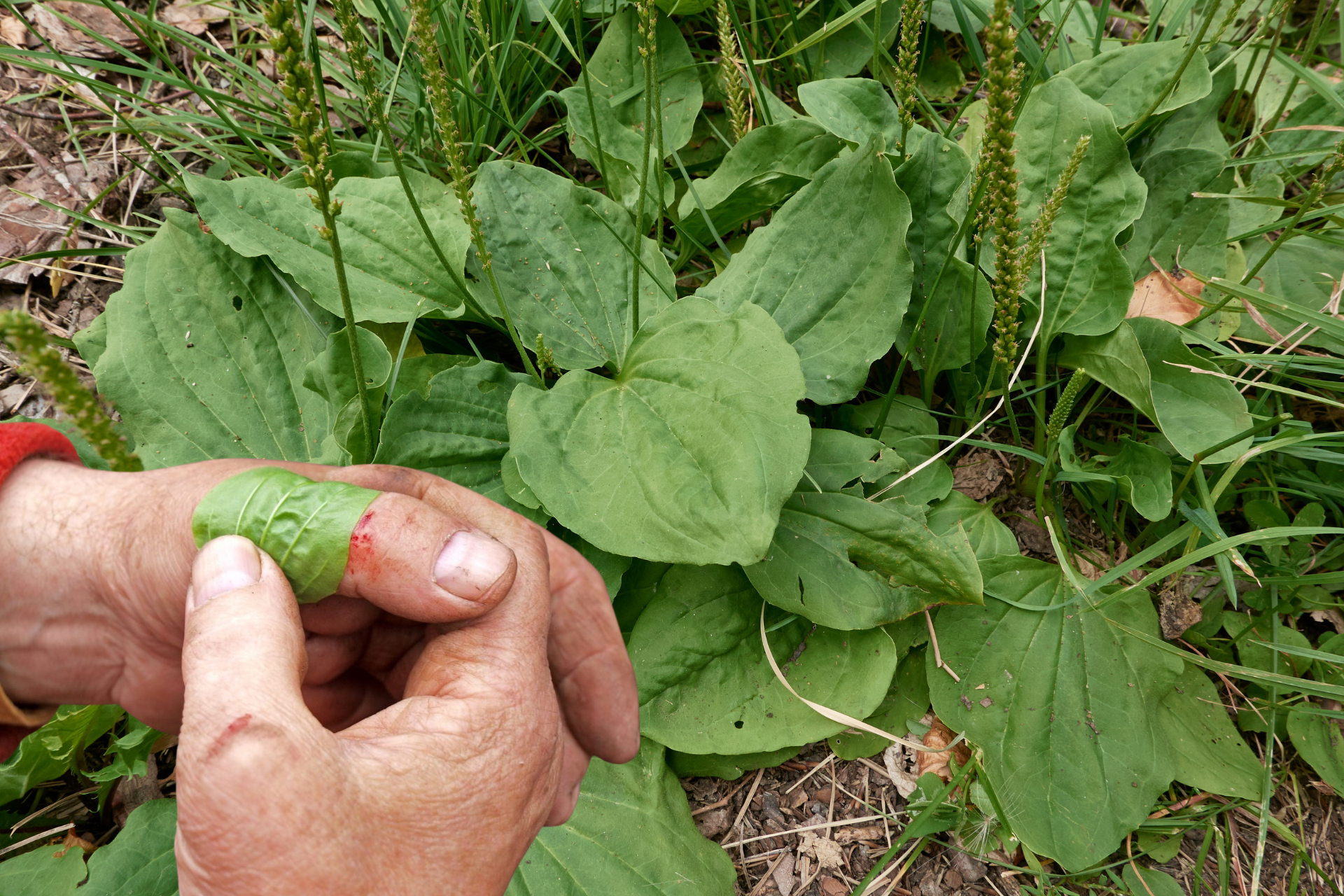 Plantago Leaf health benefits
