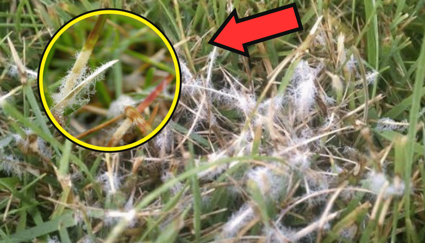 How to Get Rid of Dollar Spot Disease from Your Garden