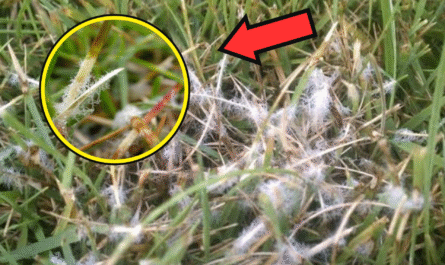 How to Get Rid of Dollar Spot Disease from Your Garden