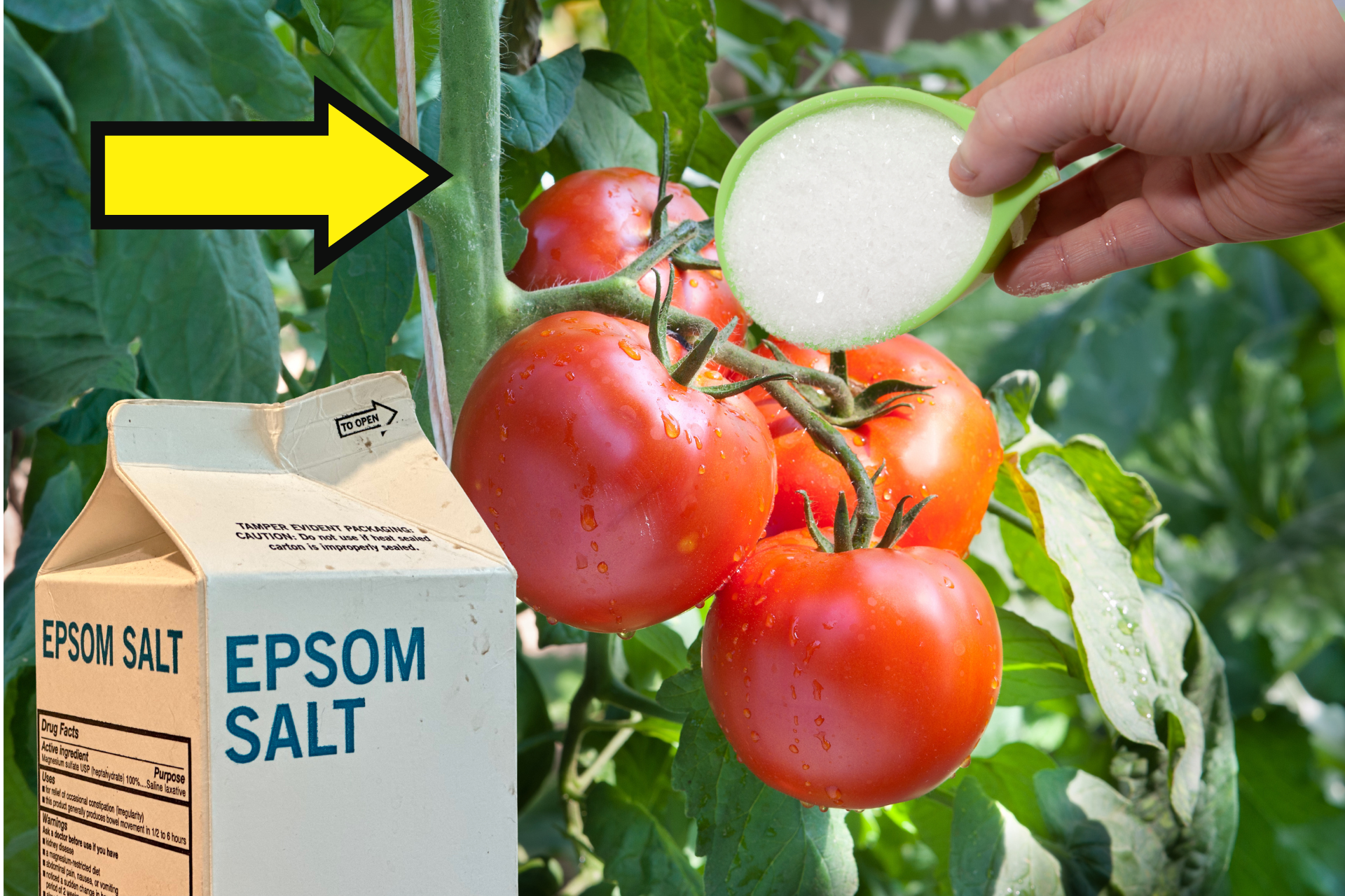How to Improve Tomato Growth with Epsom Salt During Winter