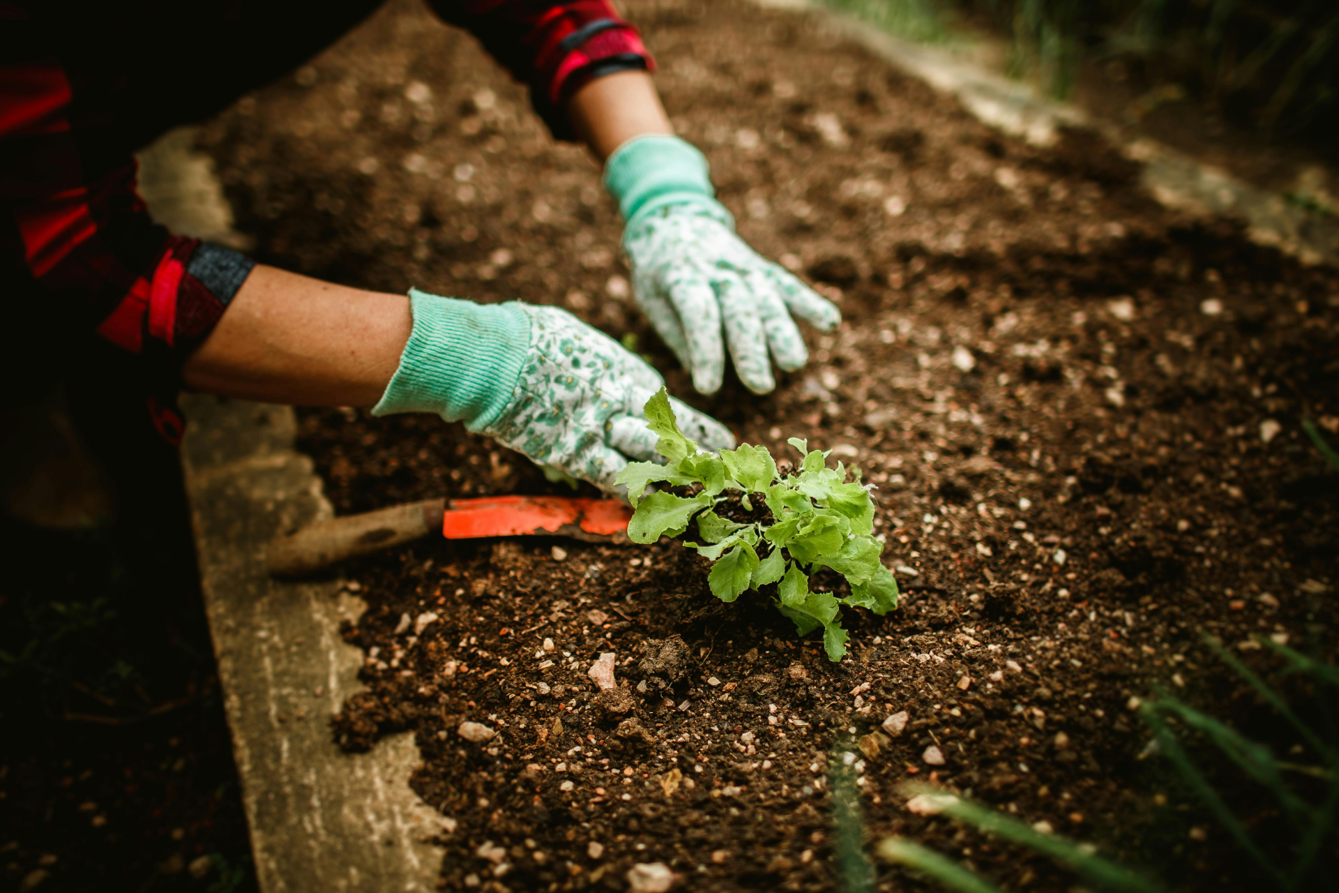10 Mistakes to Avoid When Starting a Vegetable Garden