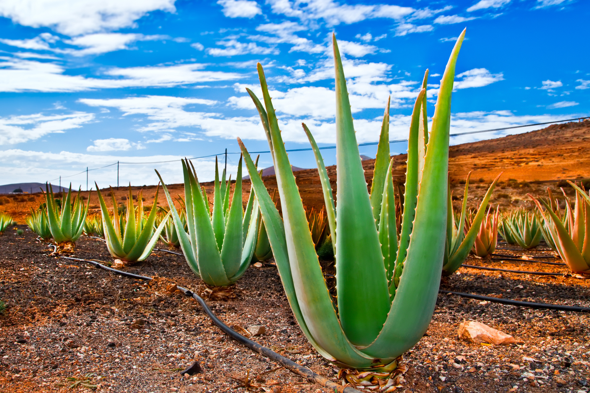 Benefits of Aloe Vera