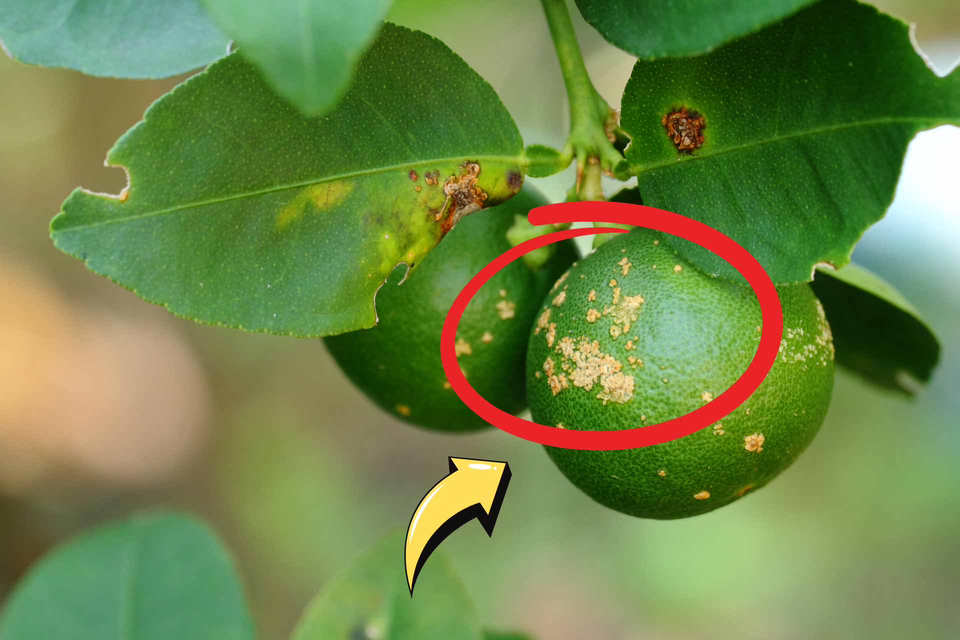 Asiatic Citrus Canker Disease