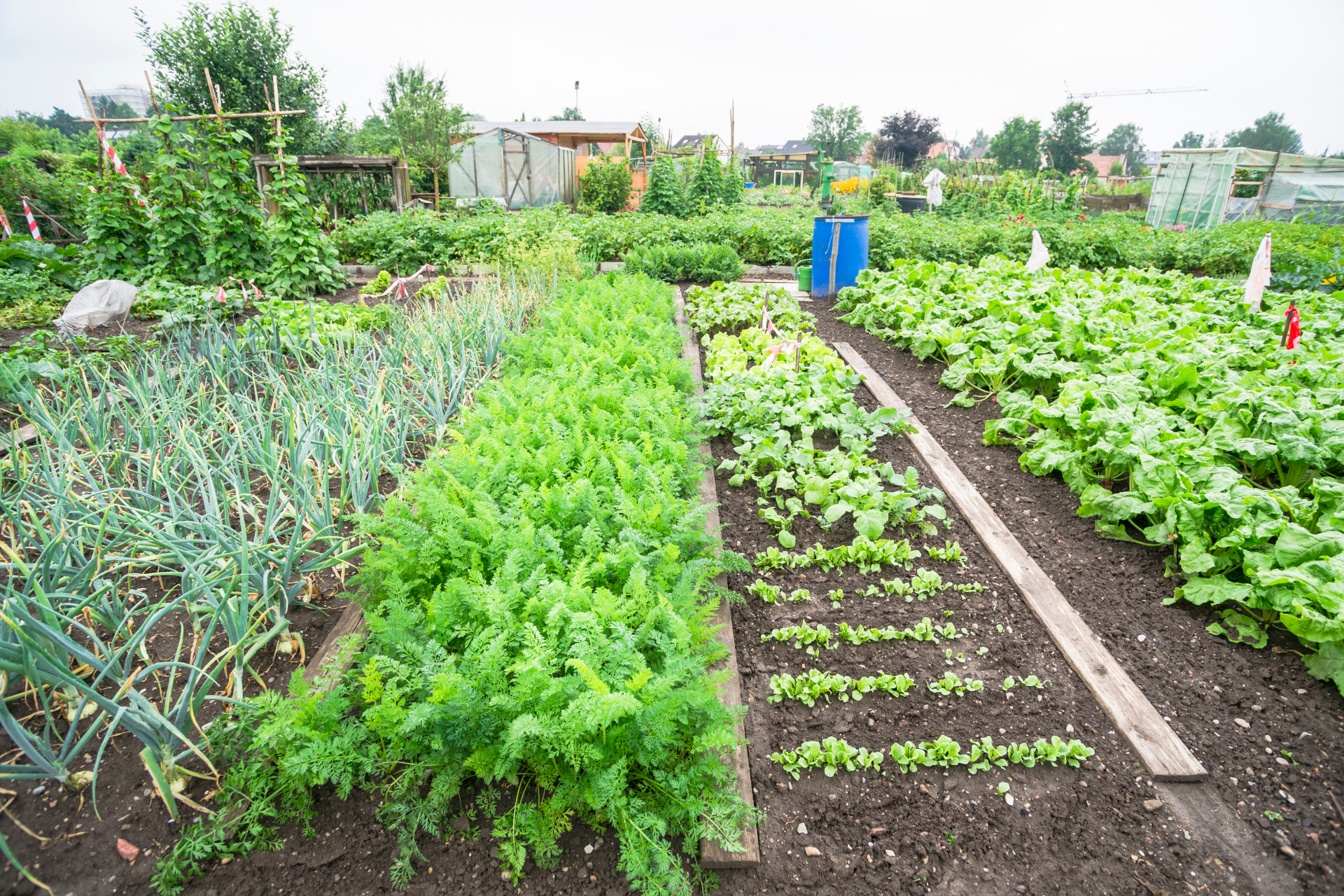 Conclusion for Gardening for Beginners