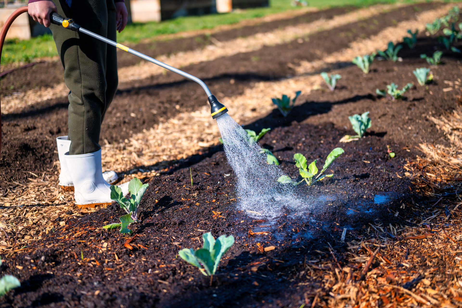 Gardening for Beginners 15 Tips for First-Timers