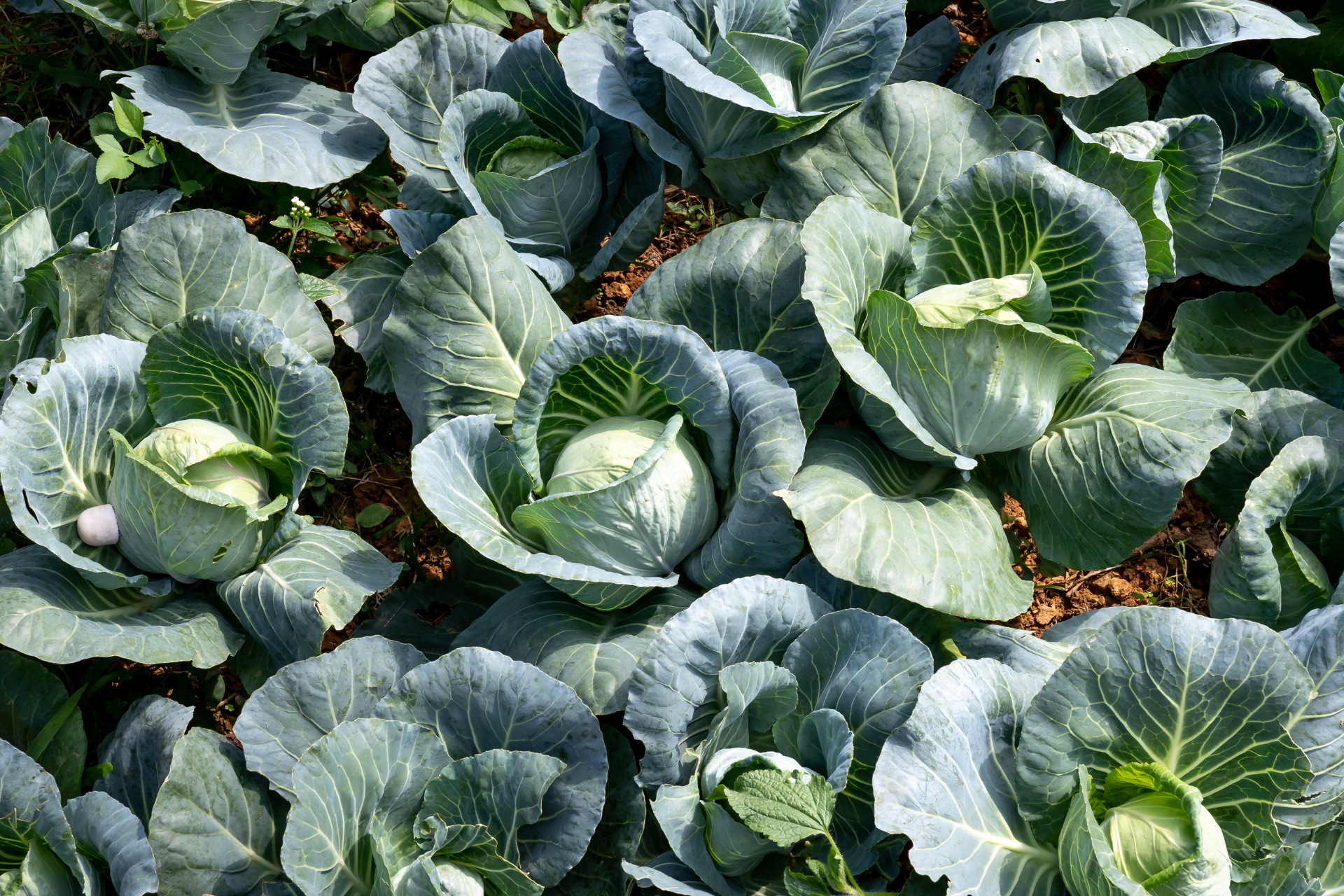 Growing Cabbages