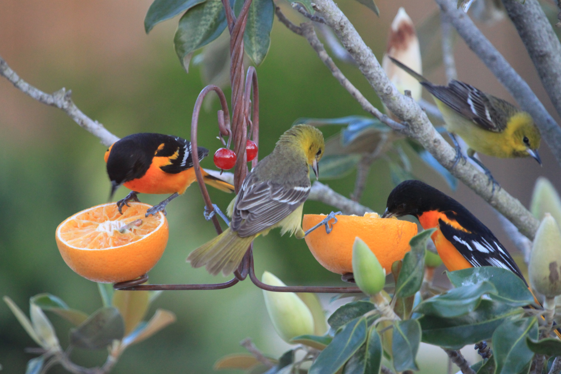 How to Protect Your Seedlings from Birds
