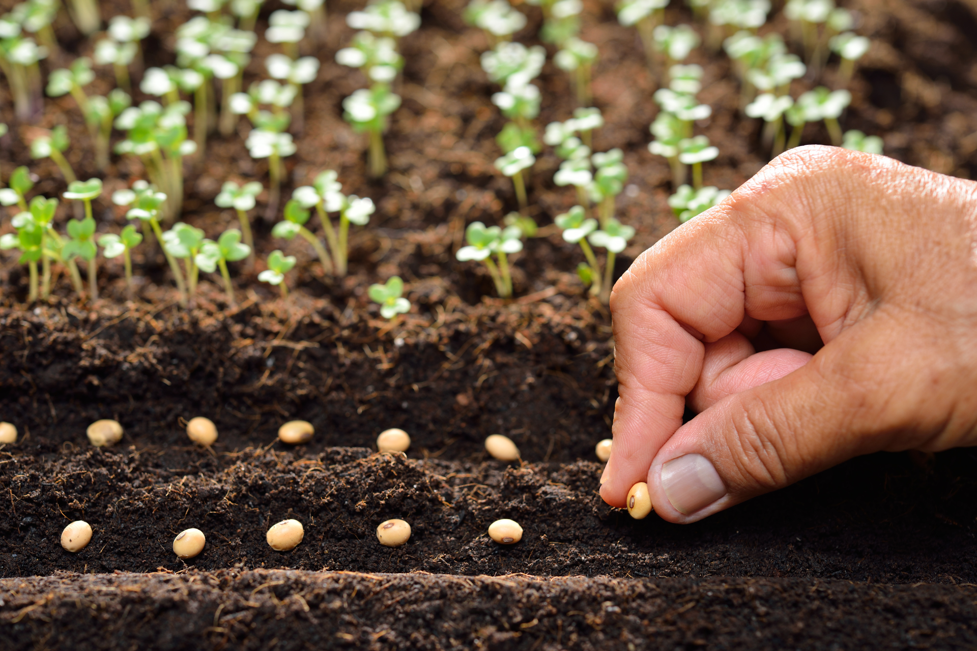 Planting Vegetable