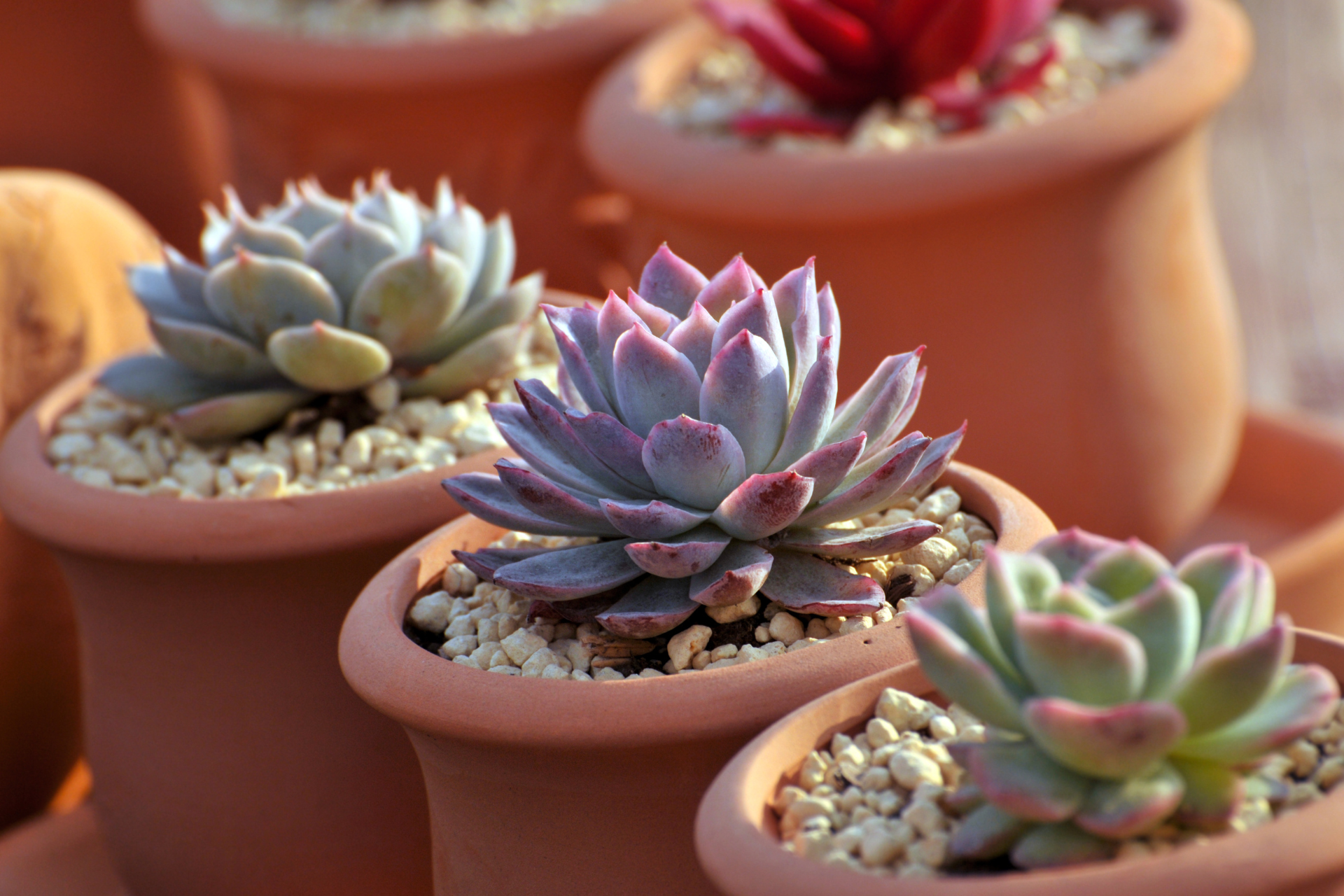 Succulent Plant Fun Facts