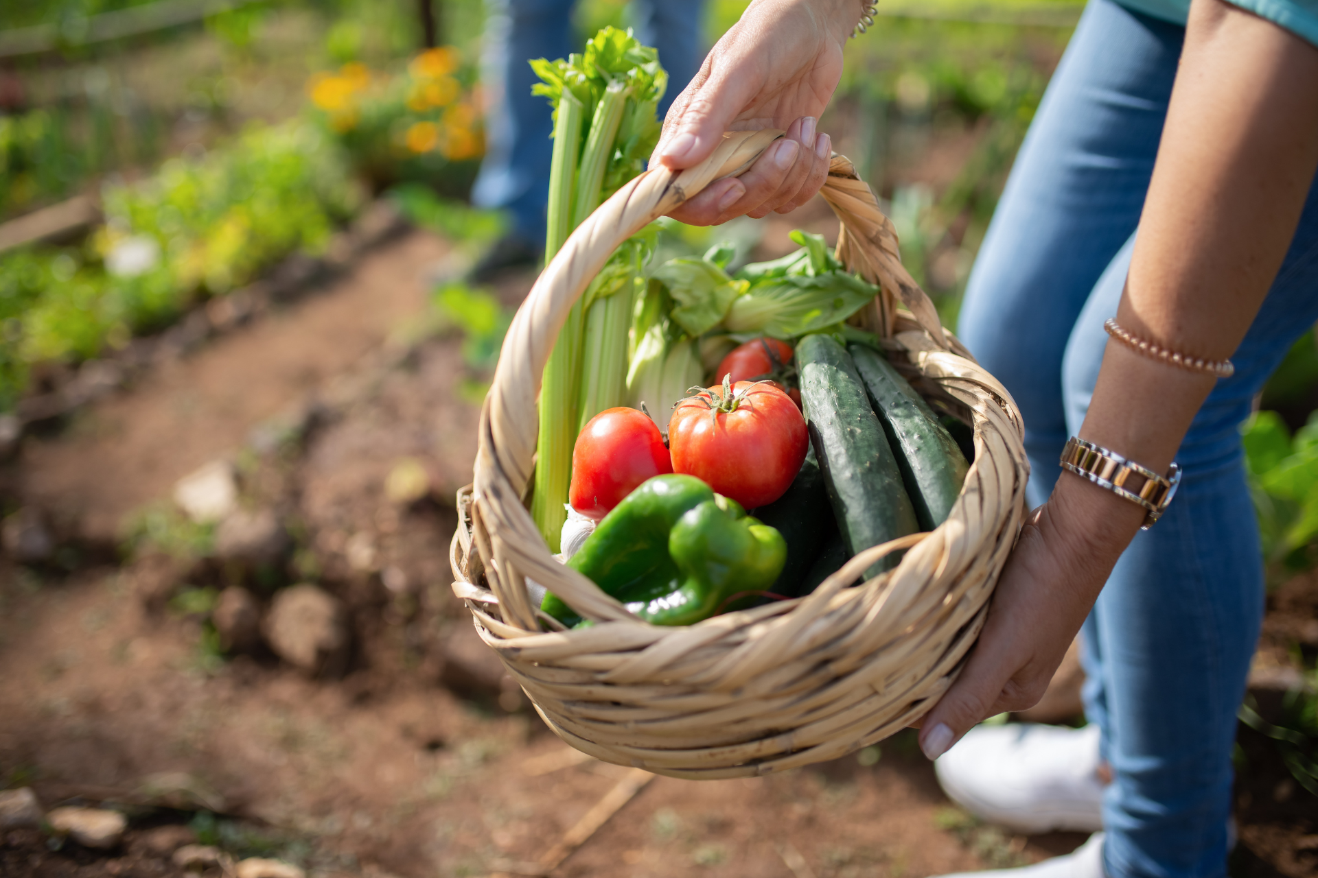 Vegetables to Grow as a Beginner