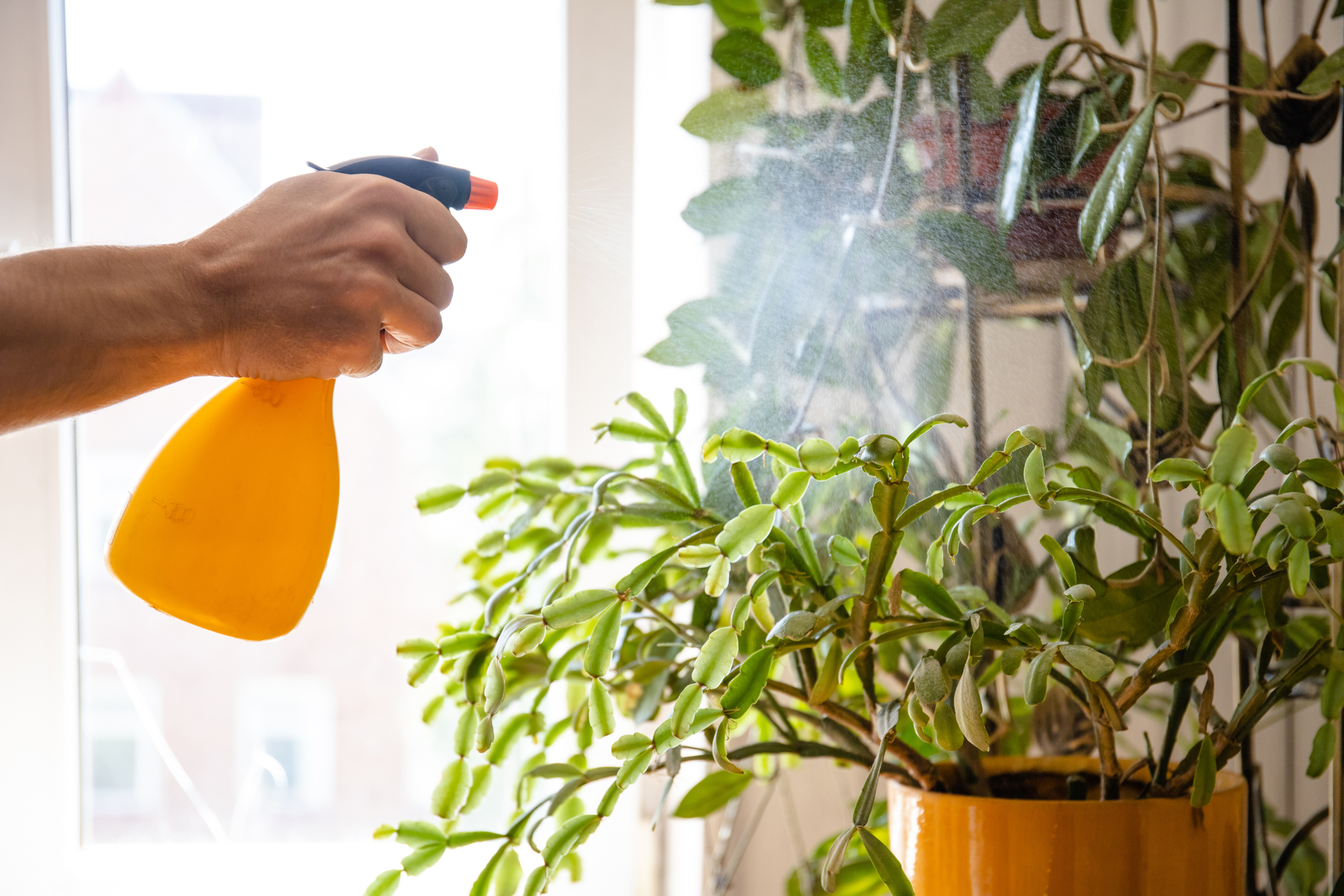 15 Ways to Kill Your Indoor Plants