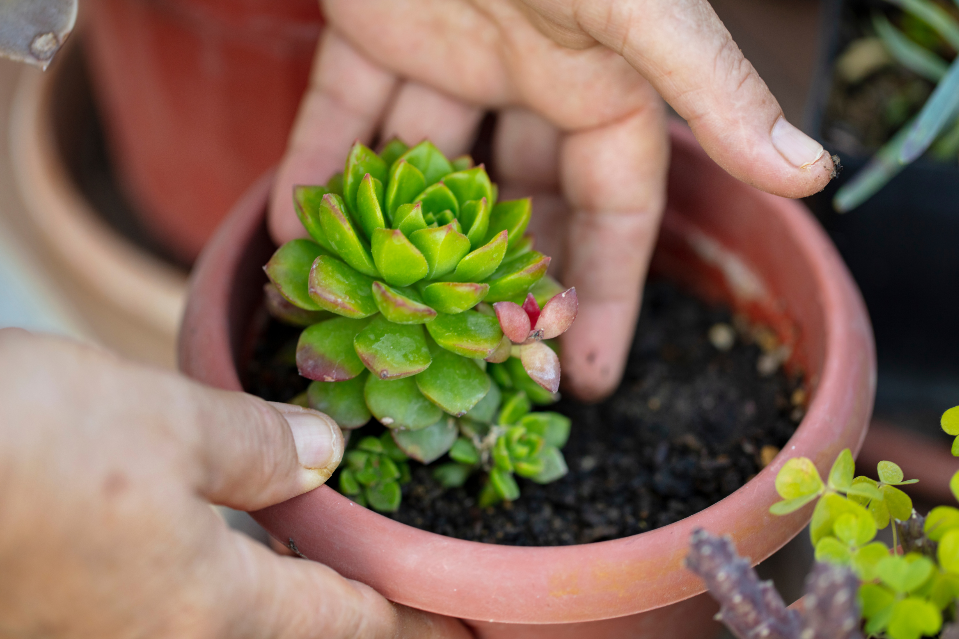 Acclimate New Succulents Gradually