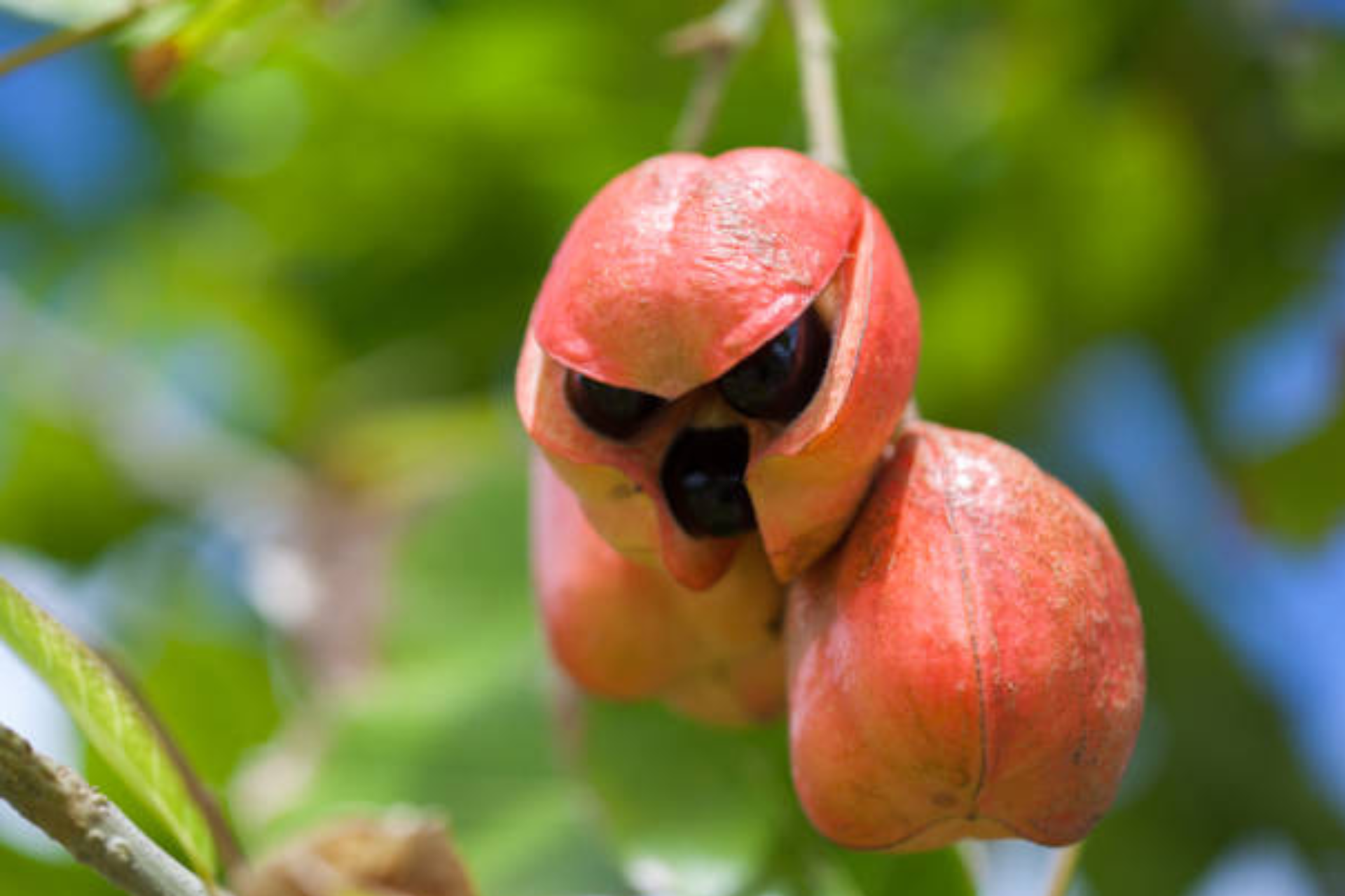 Ackee fruit