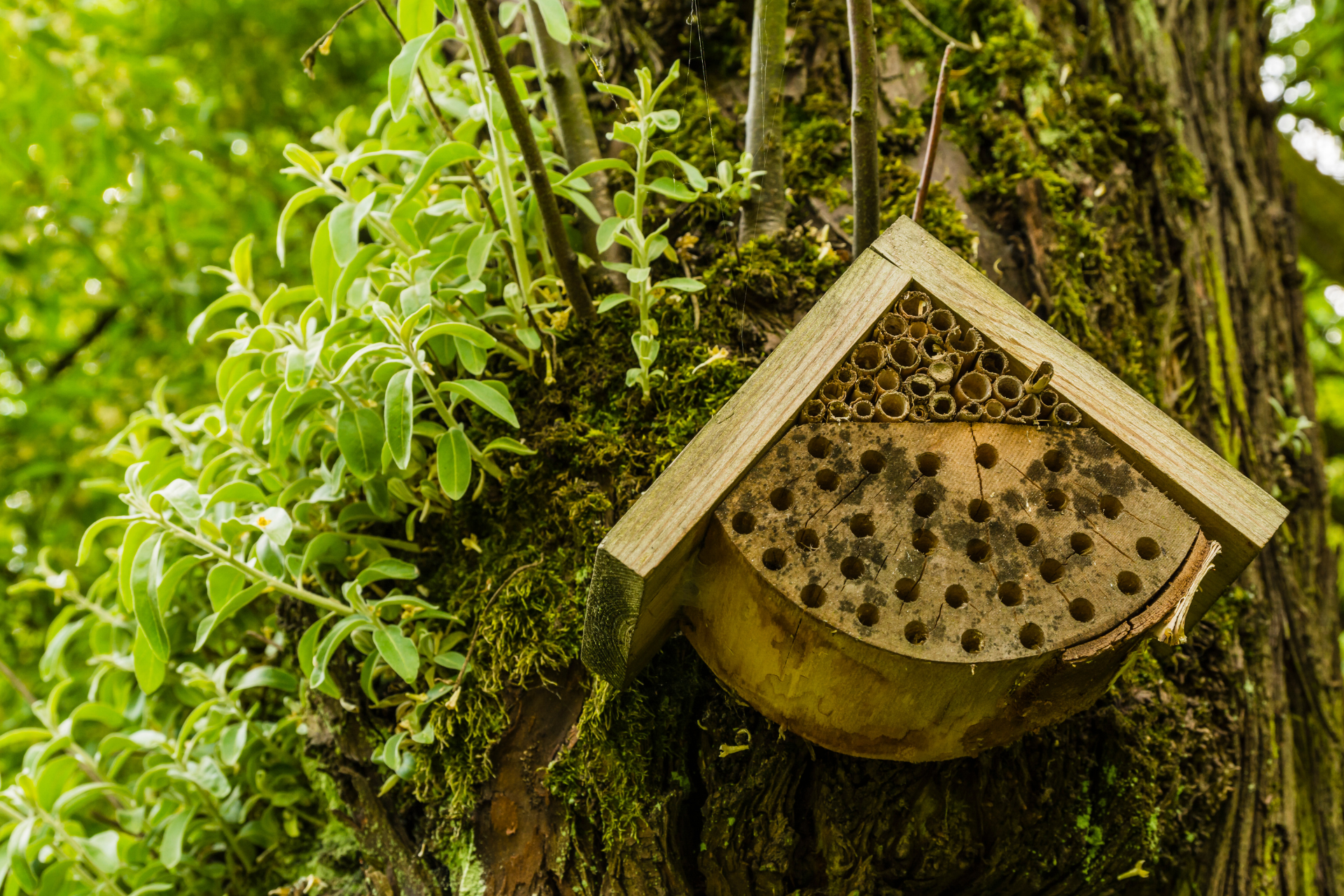 Bee House
