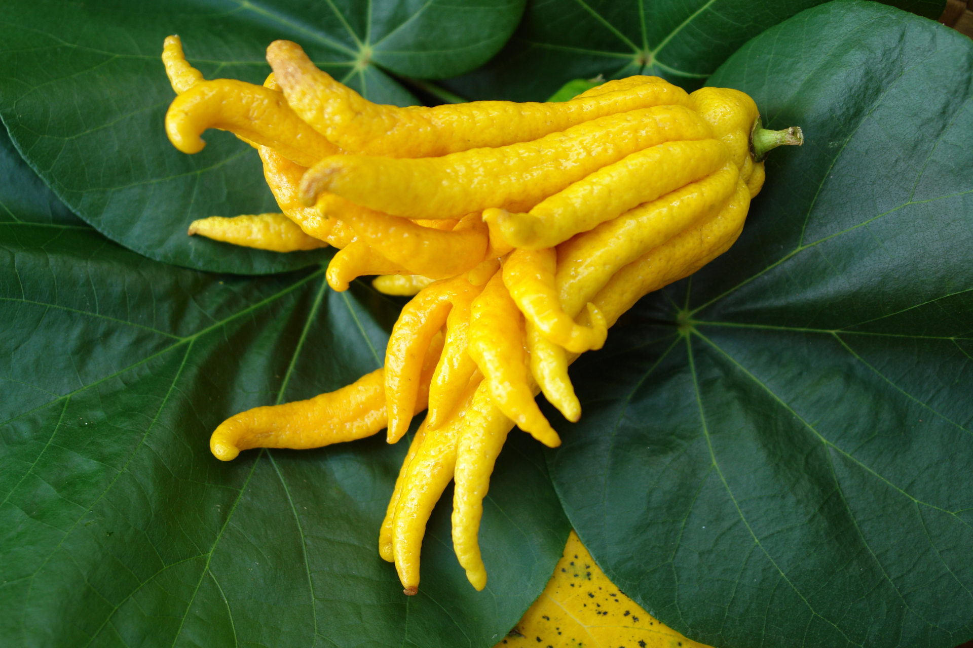 Buddha’s Hand 