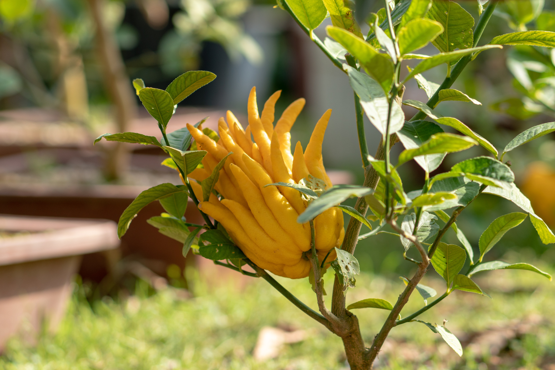 30 Must-Know Exotic Fruits Health Benefits