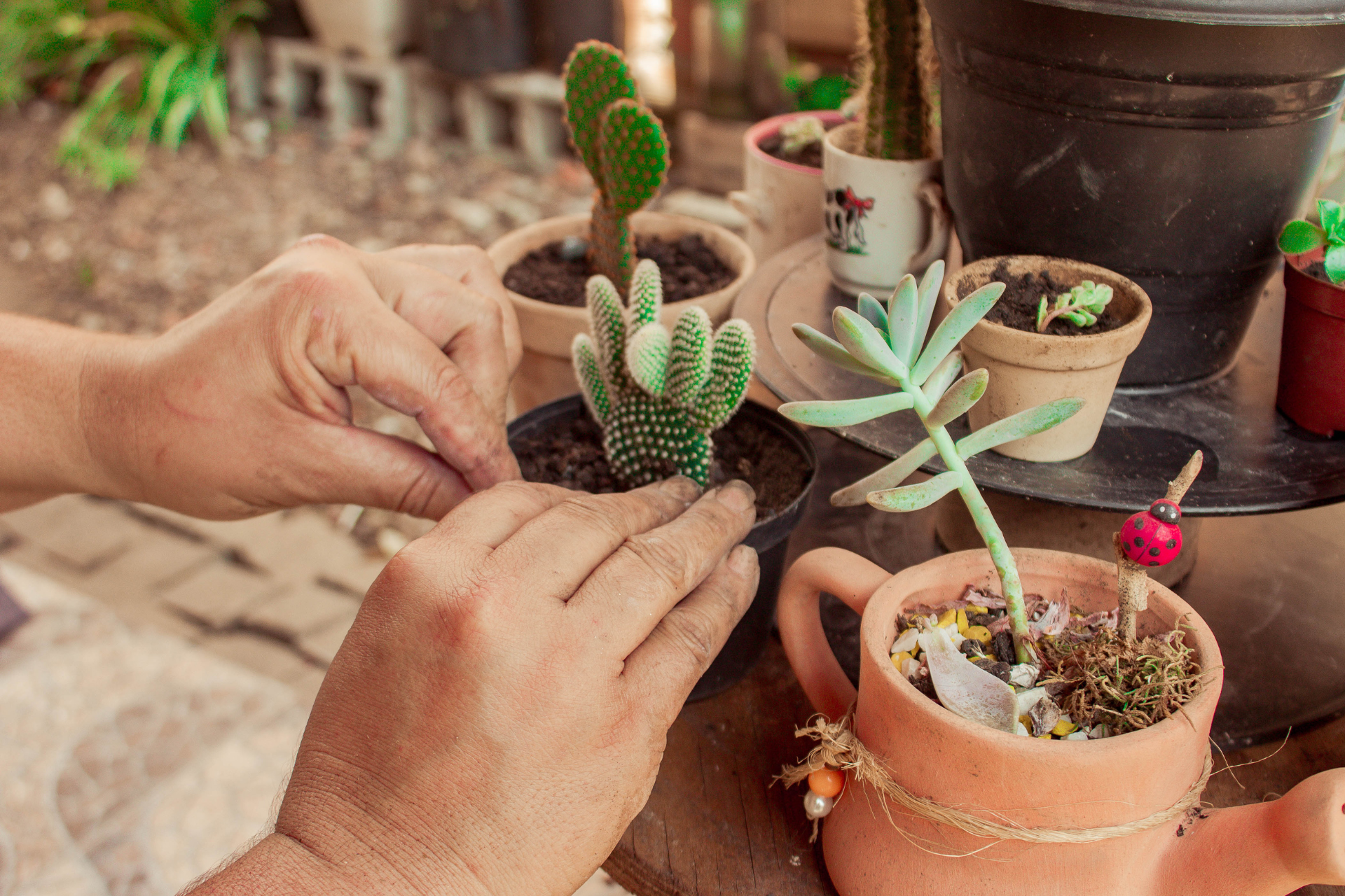 Caring for succulents