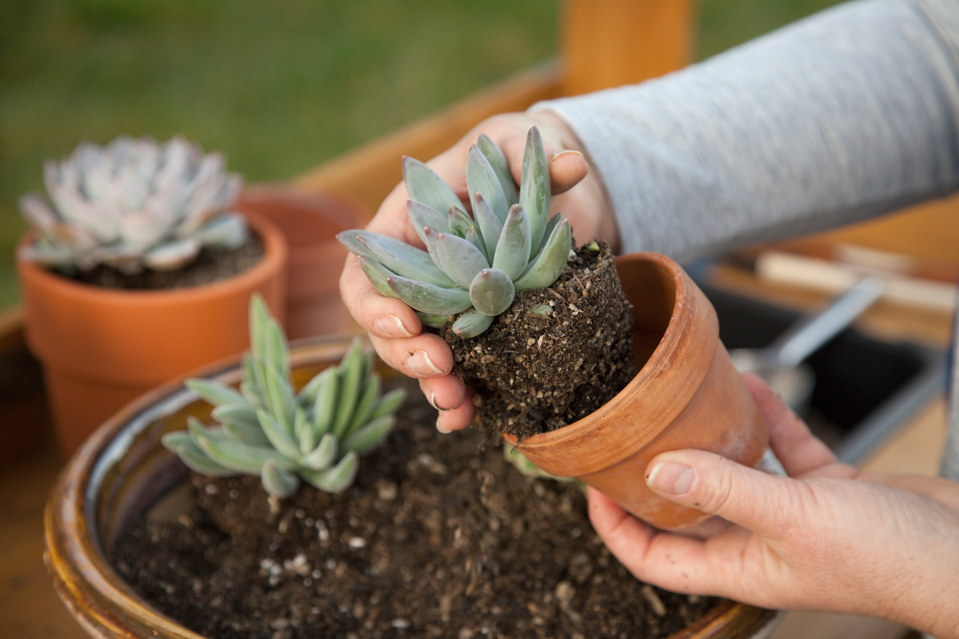 Clean succulents