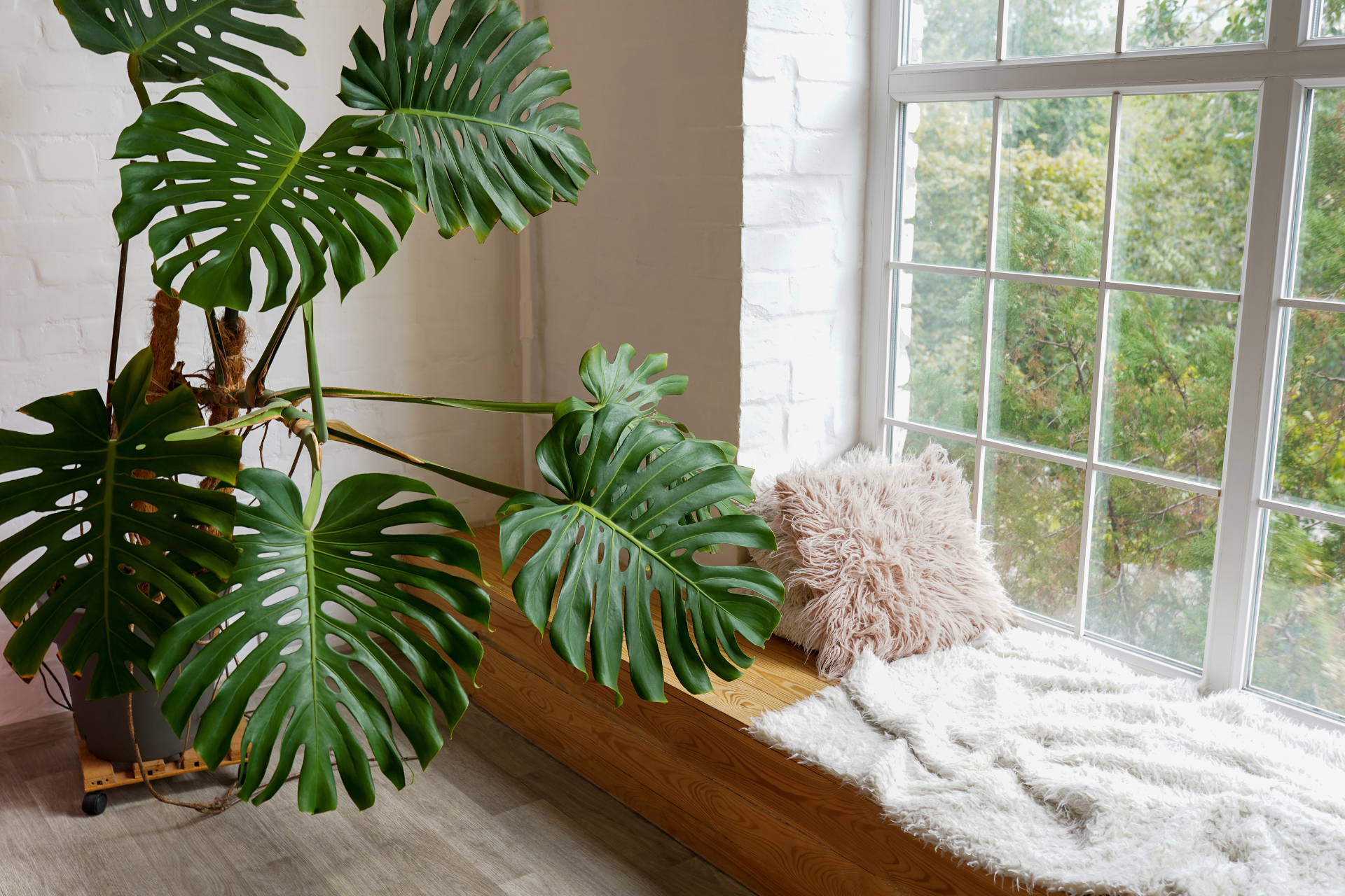 Conclusion on How to Care for Indoor Plants