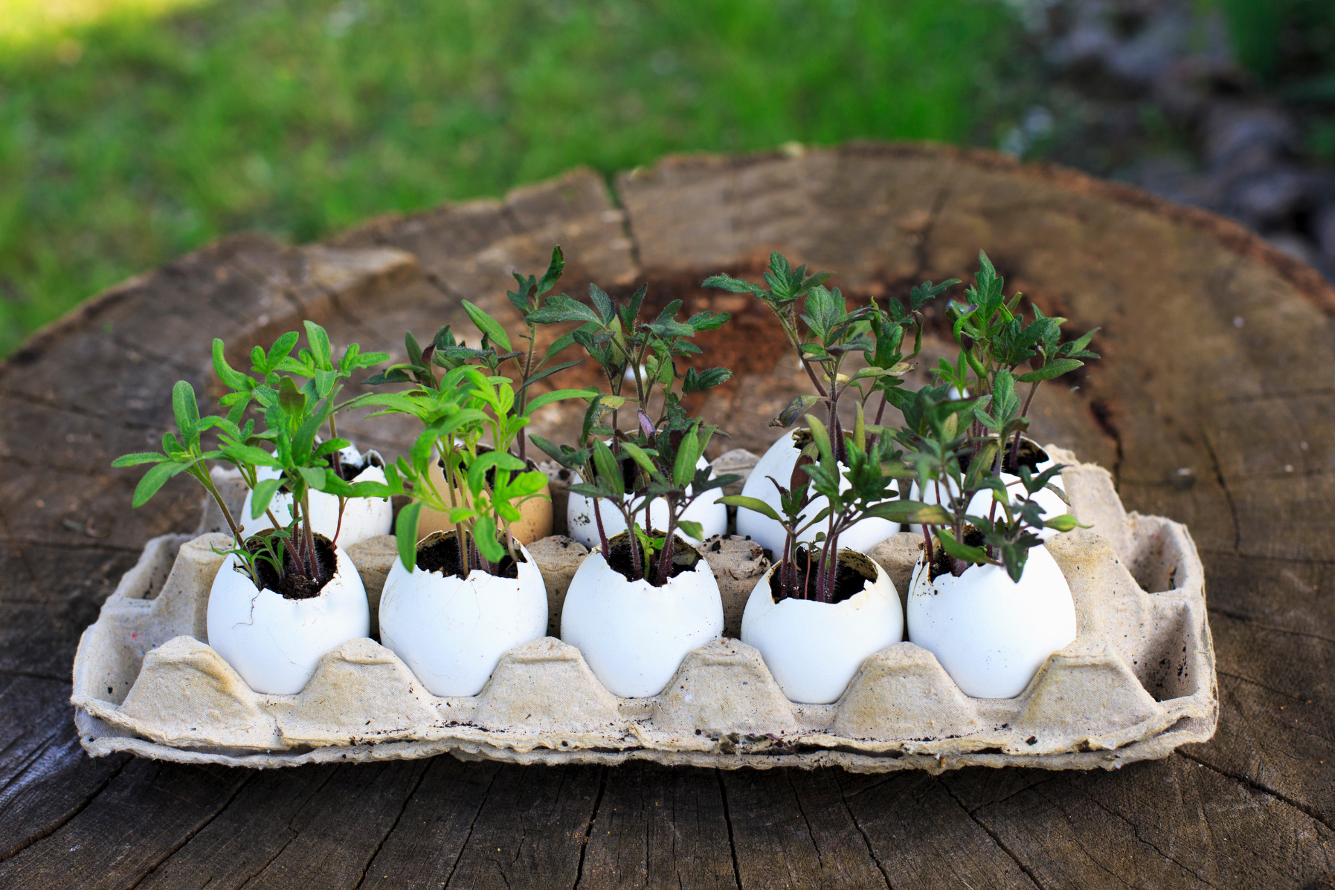 Egg Crates to Grow Seedlings