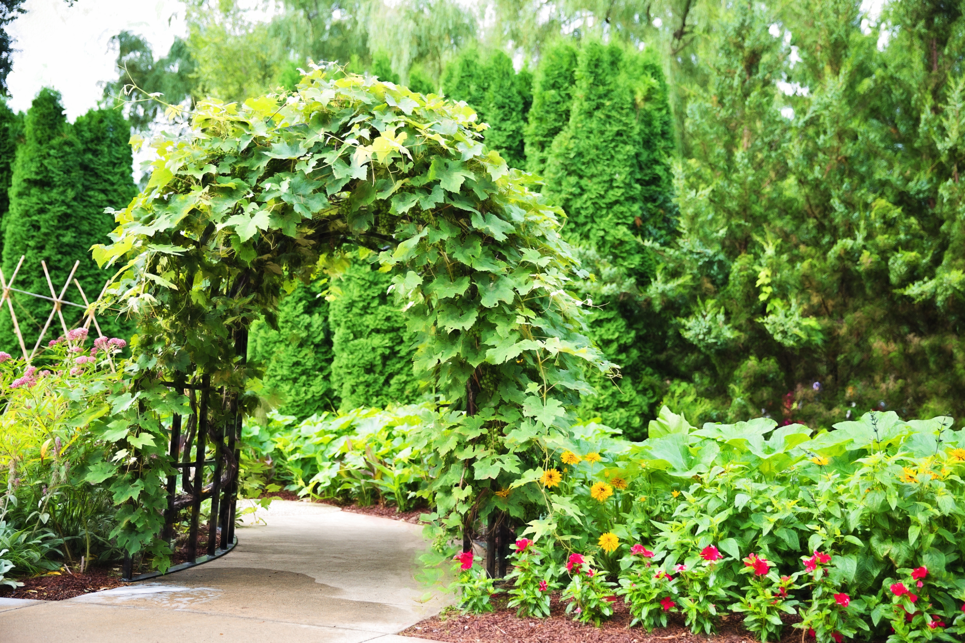 Garden Trellis