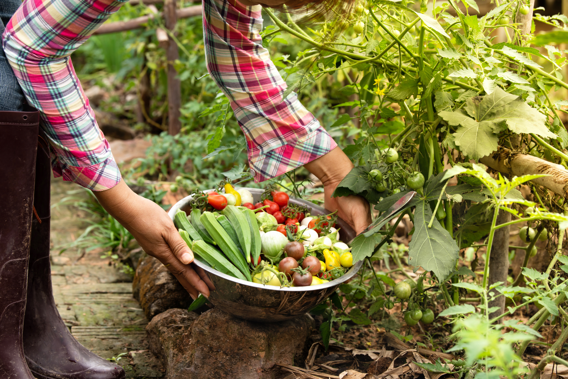 Harvesting Vegetables