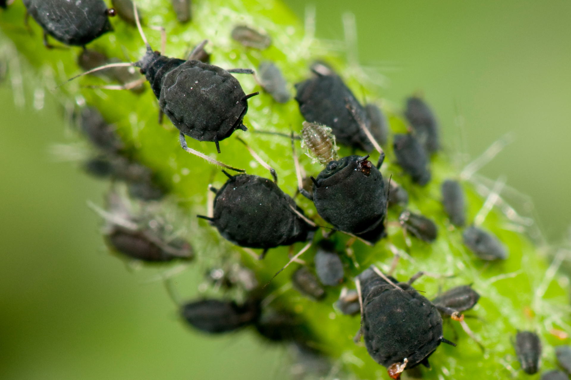 How to Treat Common Houseplant Pests
