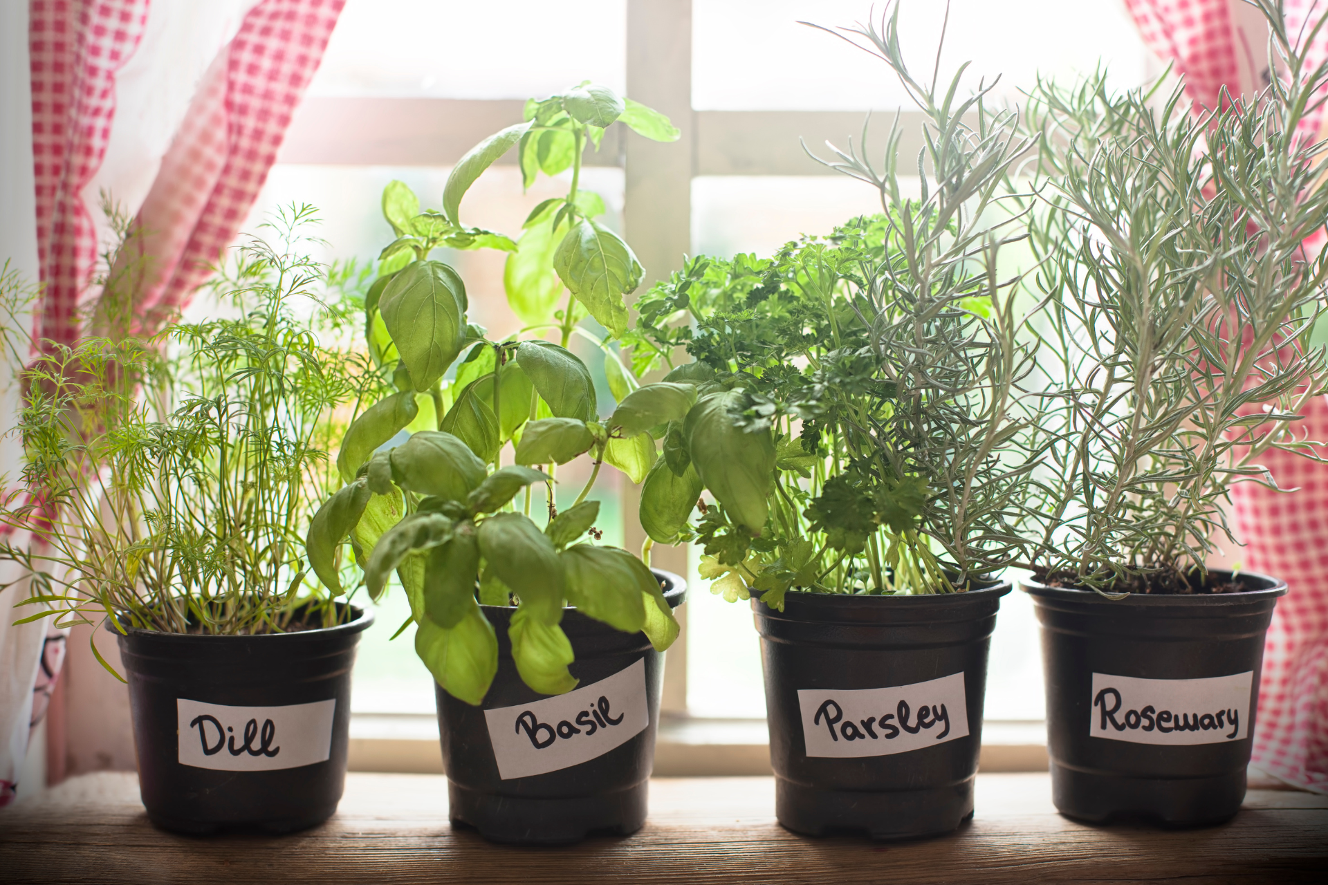Indoor Herb Garden How to Get Started!