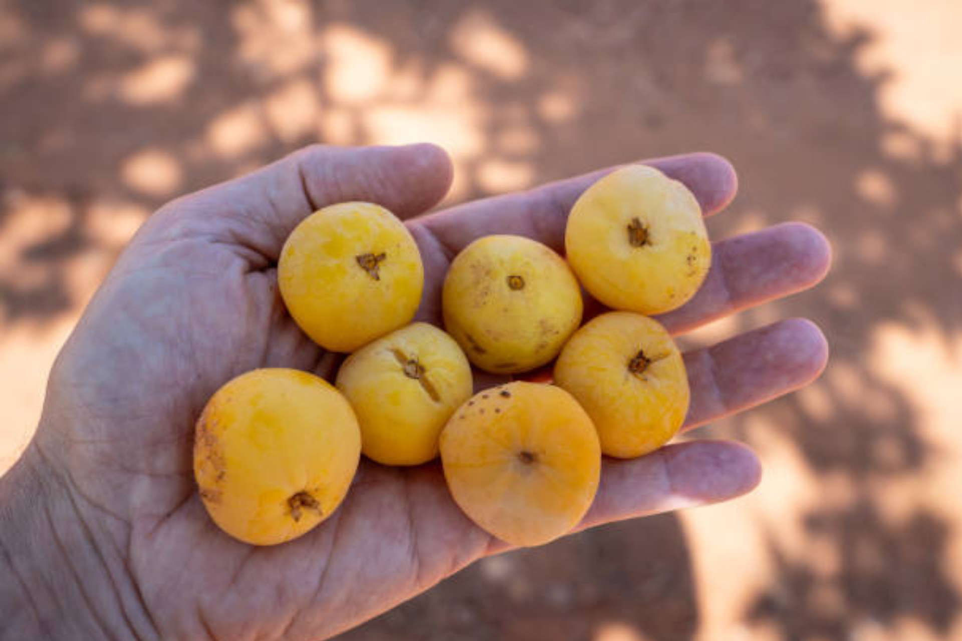 Marula