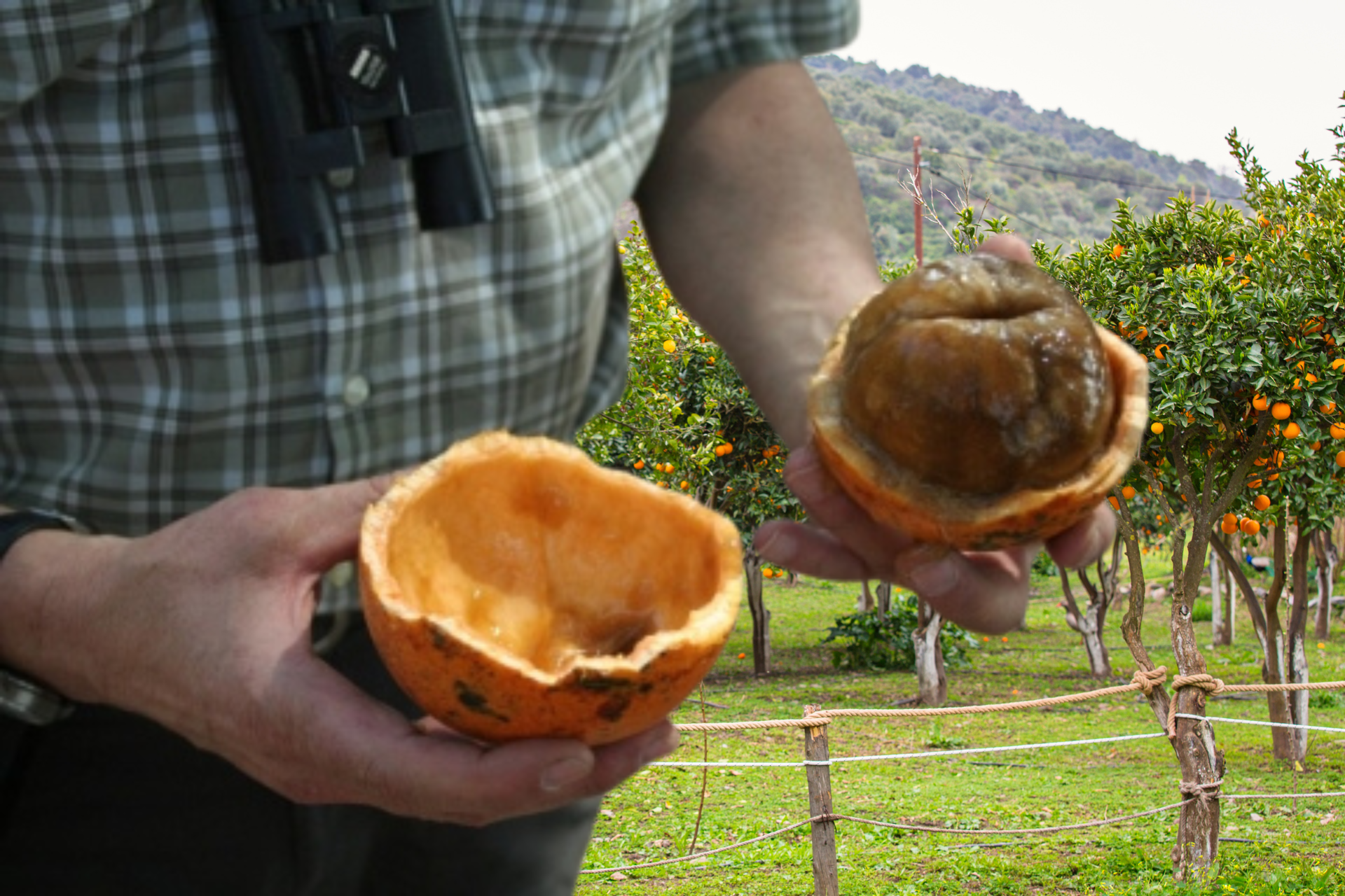 Monkey Orange