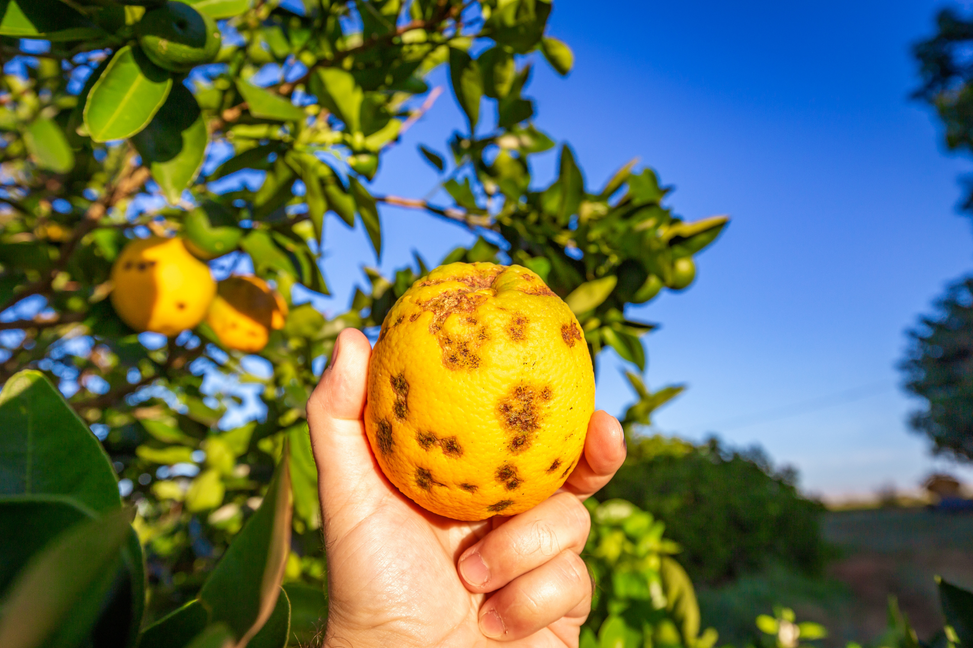 Orange Disease