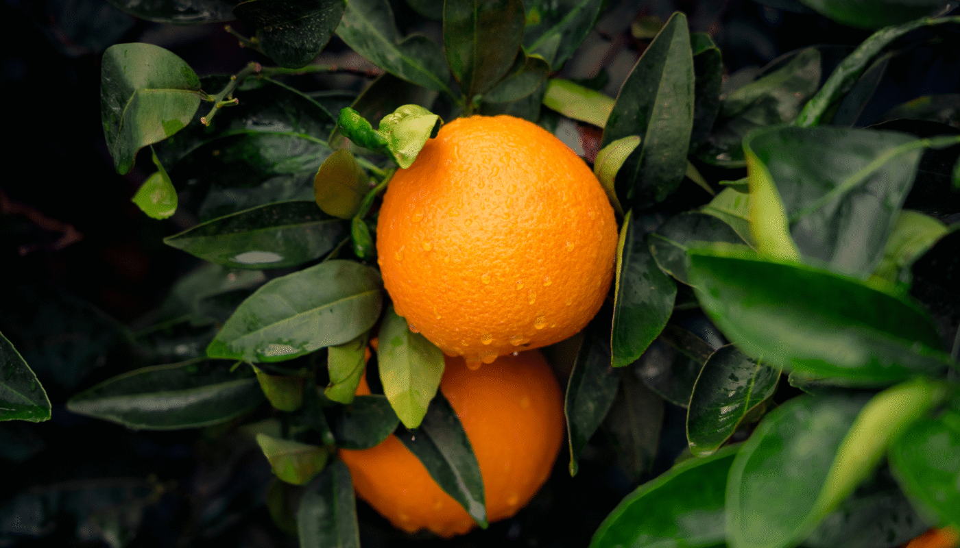 Orange fruit