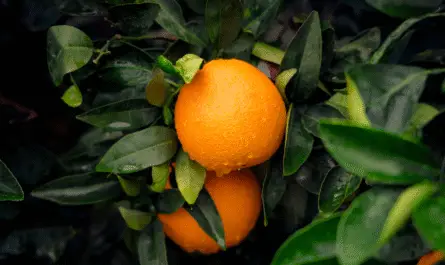 Orange fruit