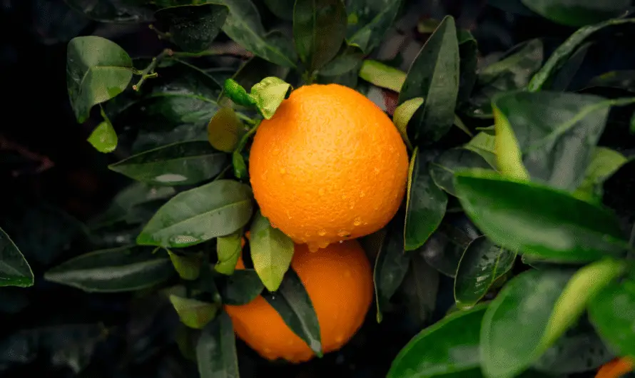 Orange (Fruit)