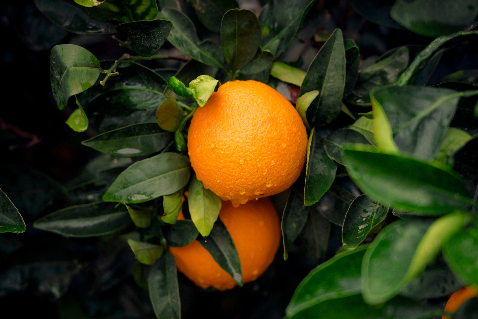 Orange fruit