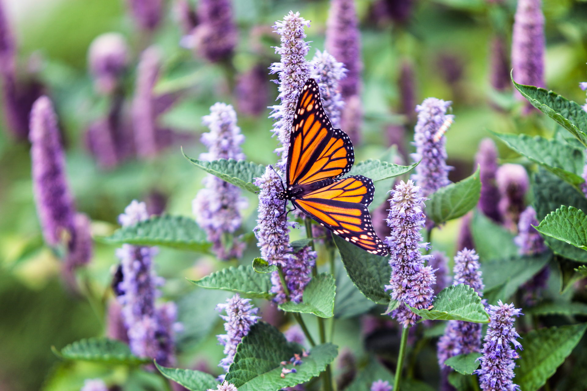Plant a Pollinator Garden