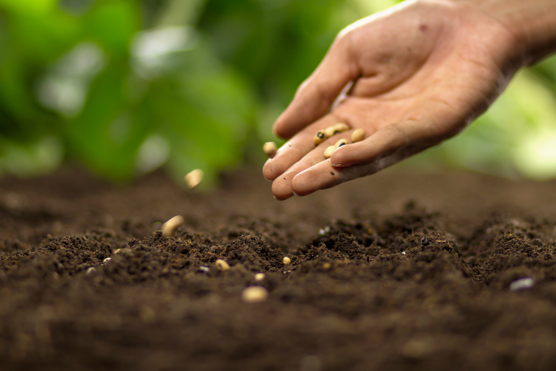 Planting and Growing Your Vegetables