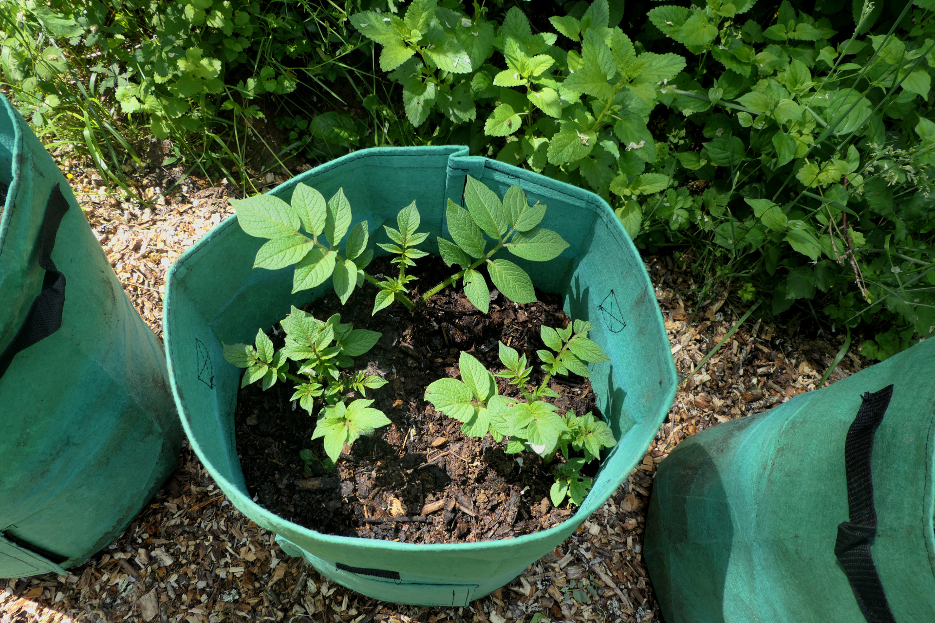 Potatoes in a Grow Bag