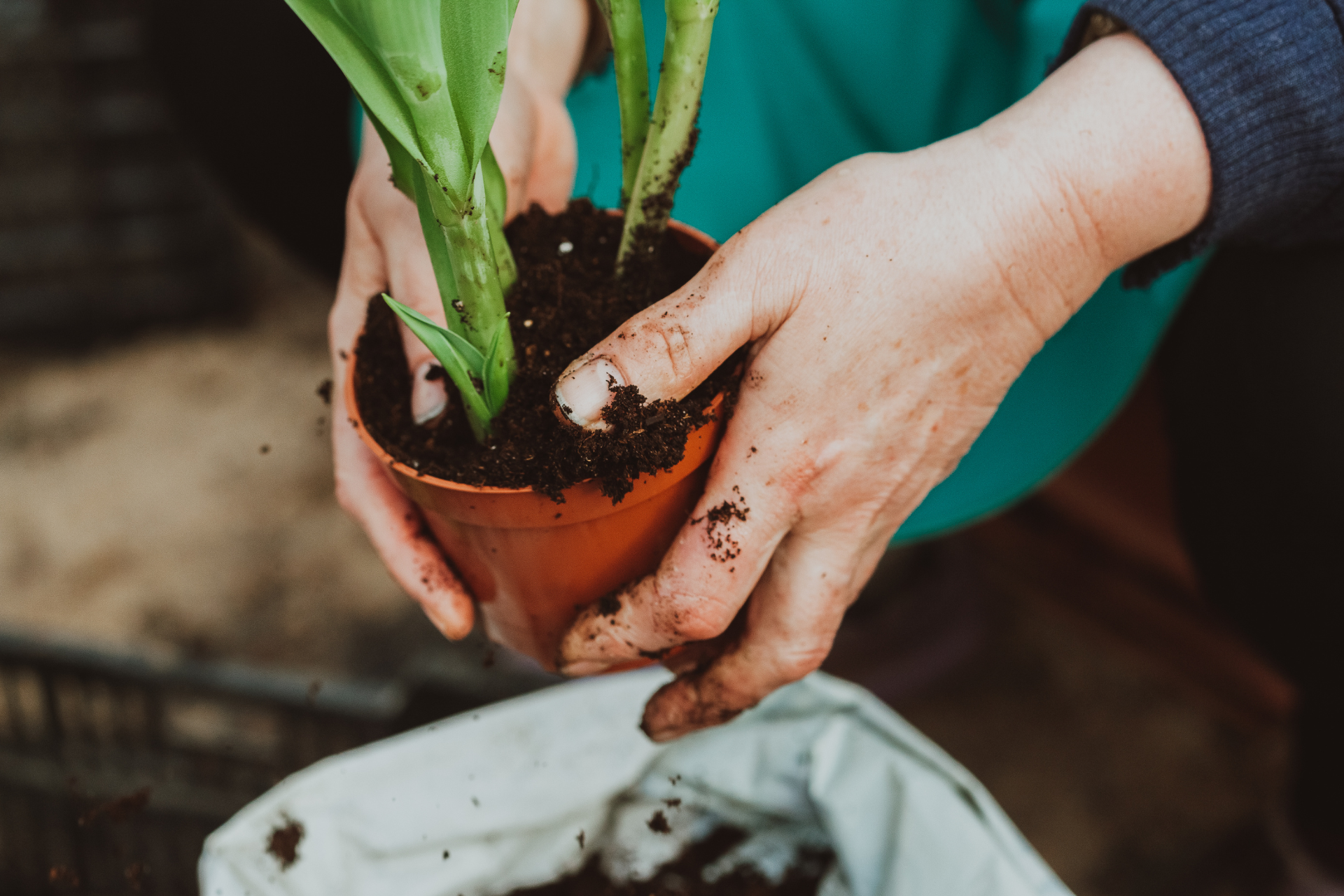 Potting and Soil Requirements 