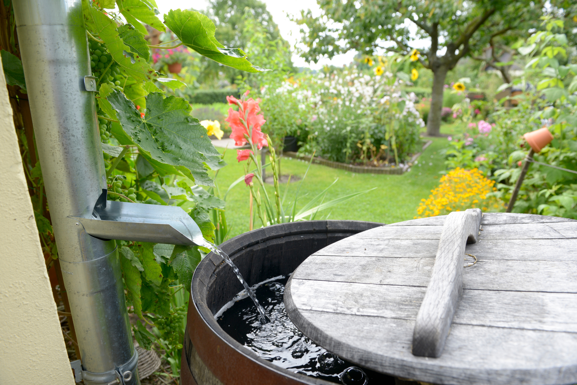 Rain Barrel