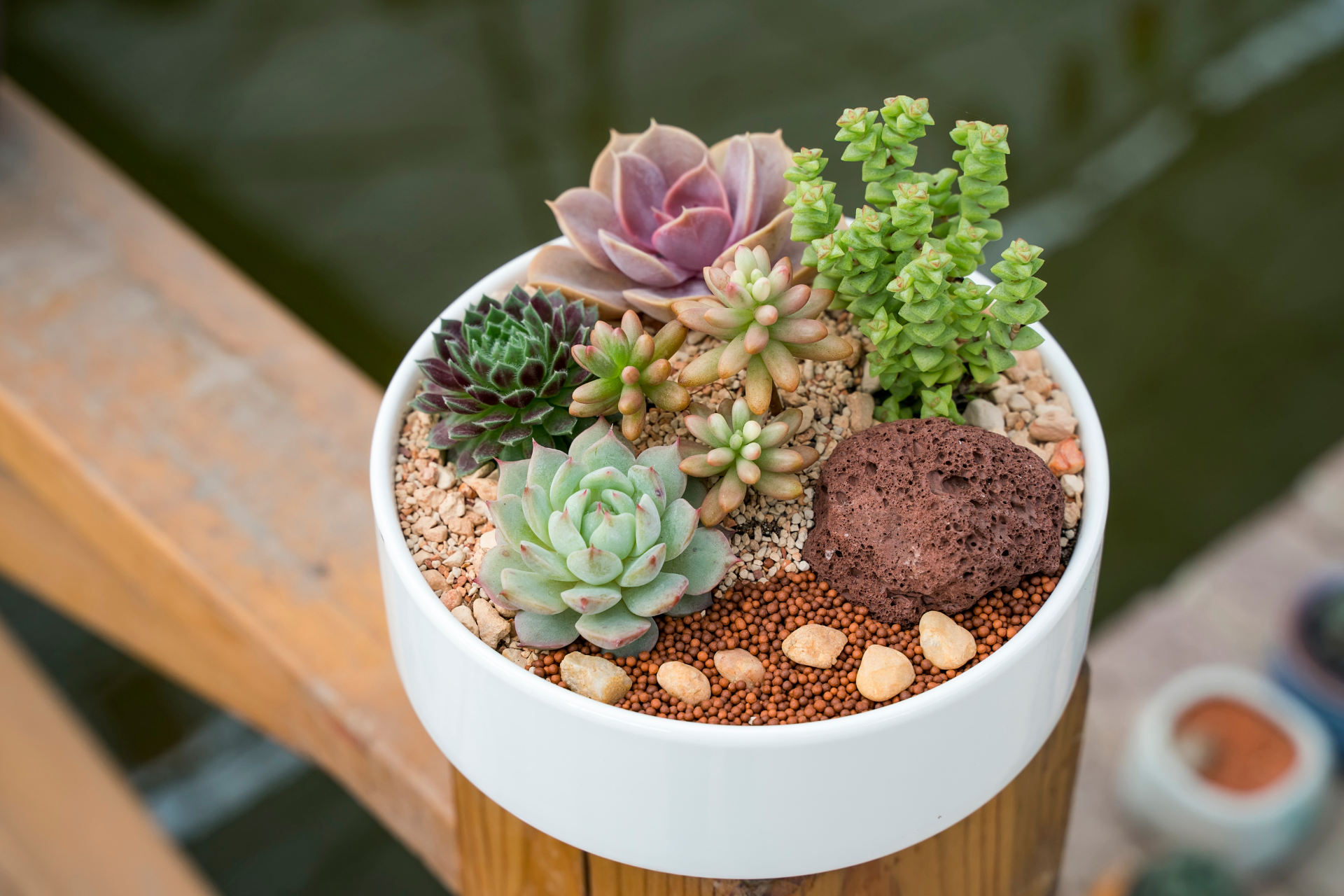 Rotate succulents