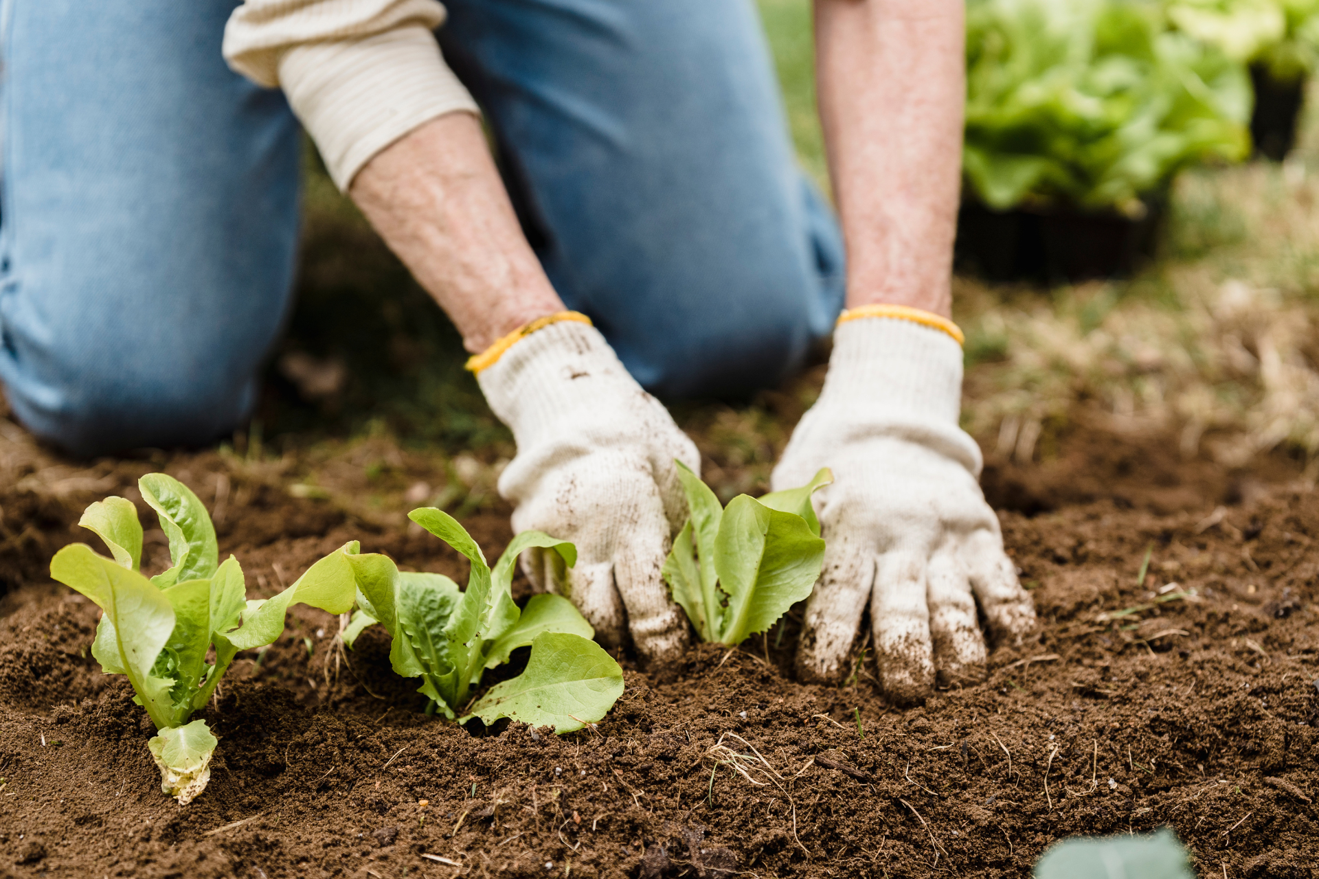 Select the Right Plants for Your Zone