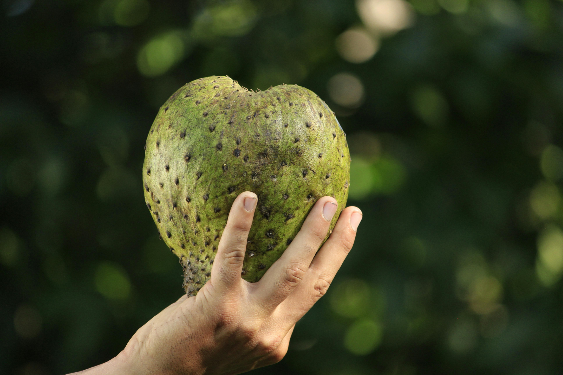 Soursop (Graviola)