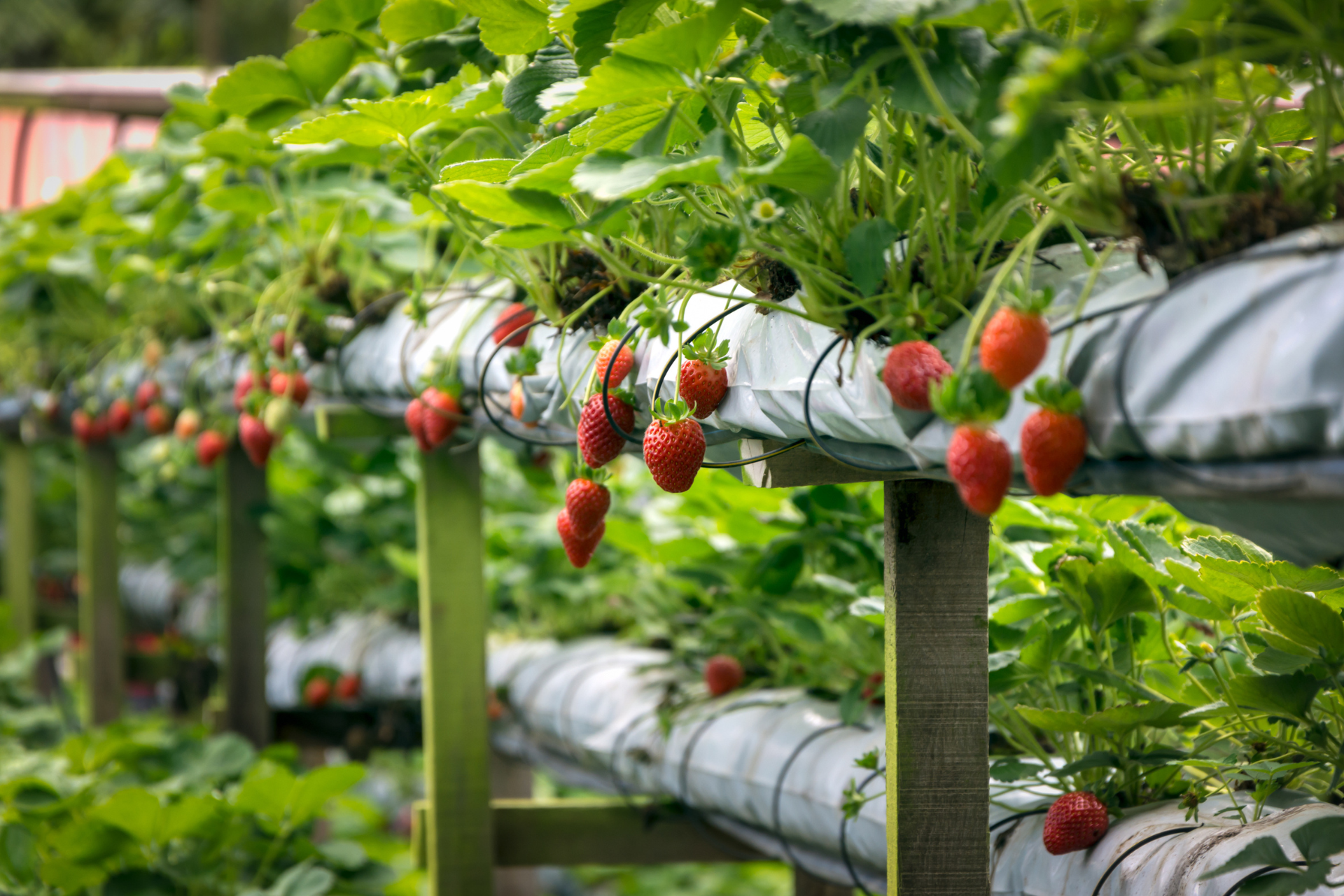 Strawberry Tower