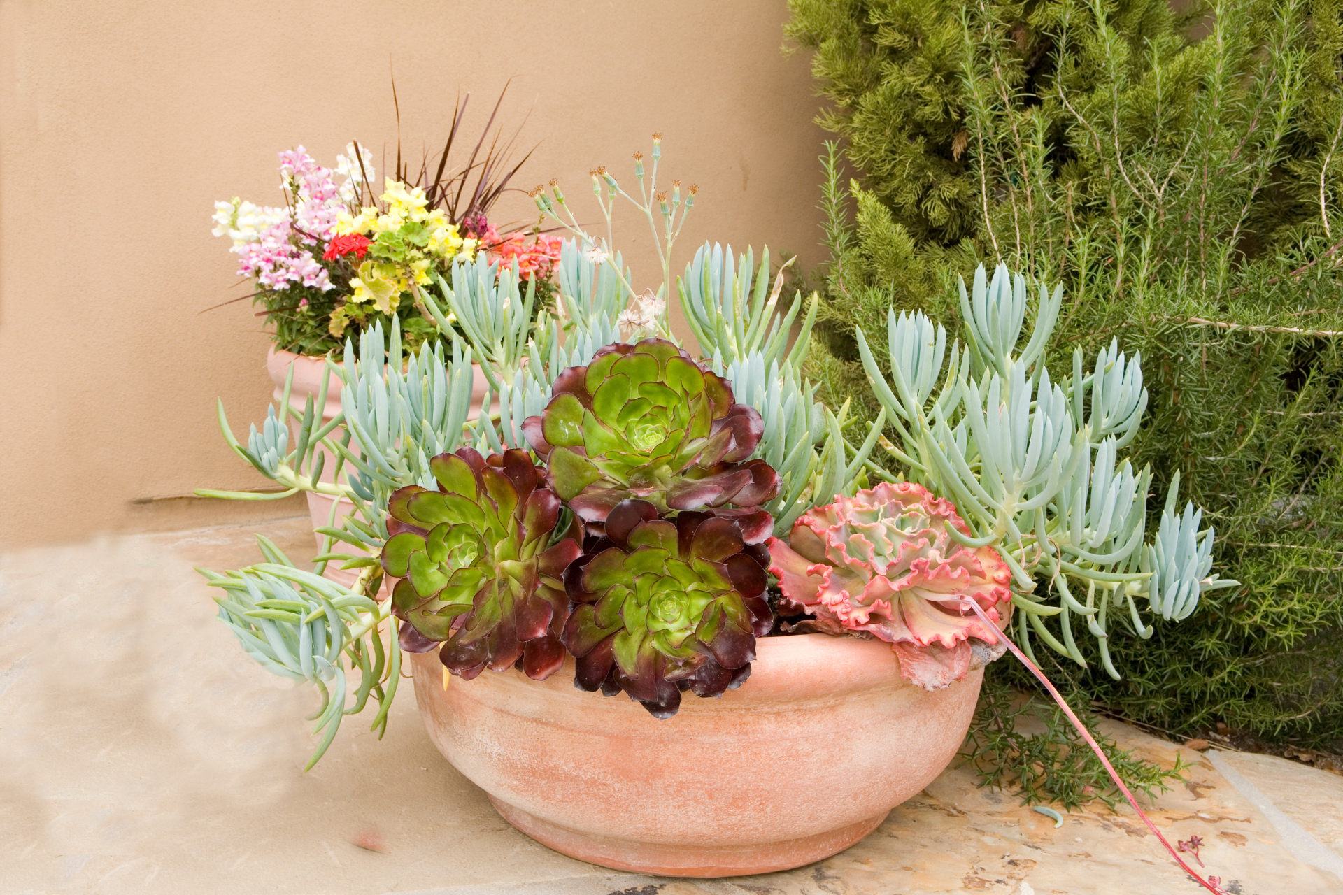 Succulent Bowl