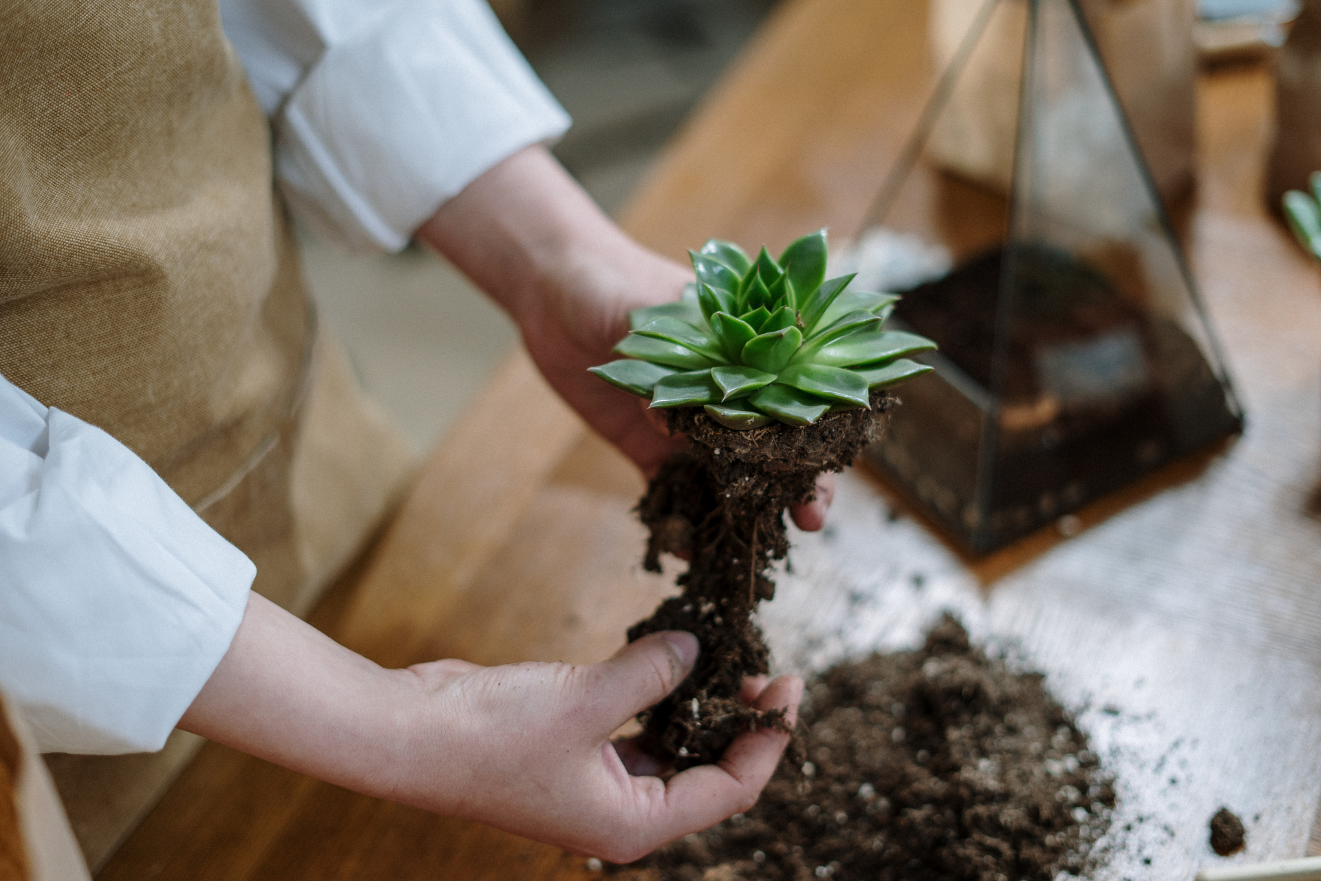 Transplanting succulent plant