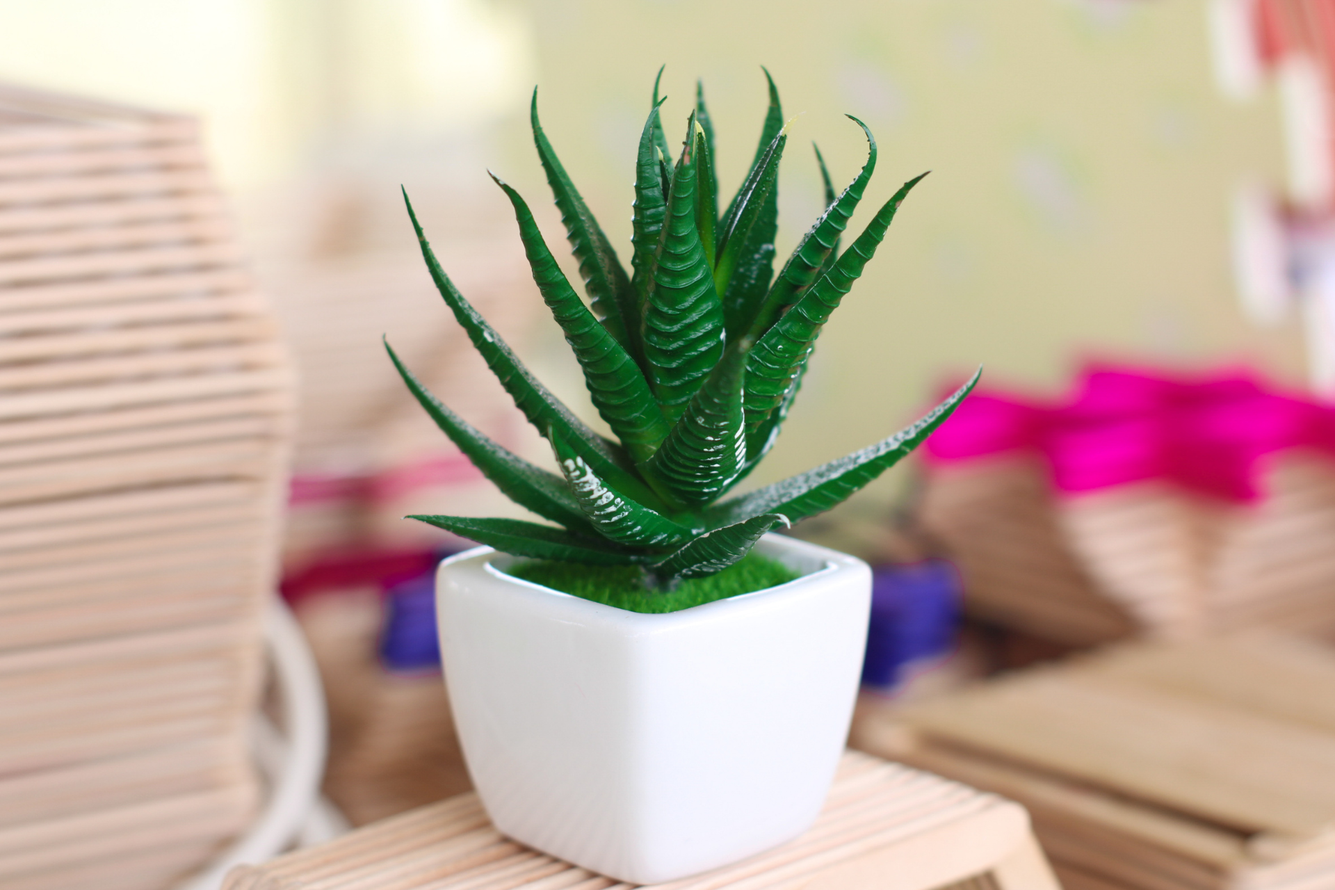 Types of succulents