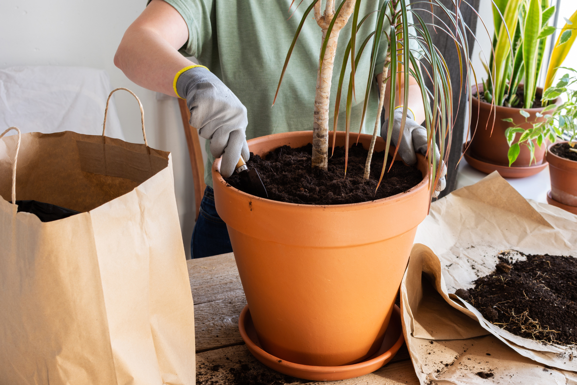 Using Garden Soil Indoors